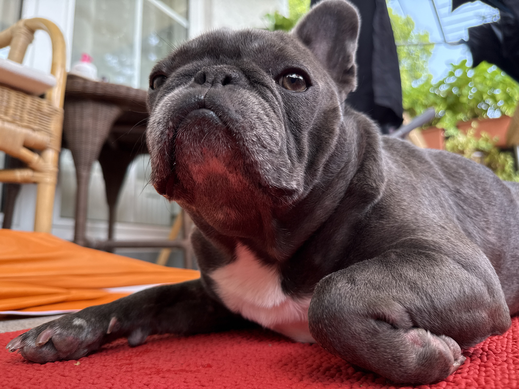 A grey French bulldog is lying on a red mat outdoors. The dog is facing the camera, with its head slightly tilted to the left. Its eyes are open and it appears to be looking at something. The dog has a white patch of fur on its chest. In the background, there is a wicker chair and a table. There are also some plants and a blue sky visible. The scene is set in a garden or patio area, potentially in the city of Bad Sachsa, Germany, given the context.