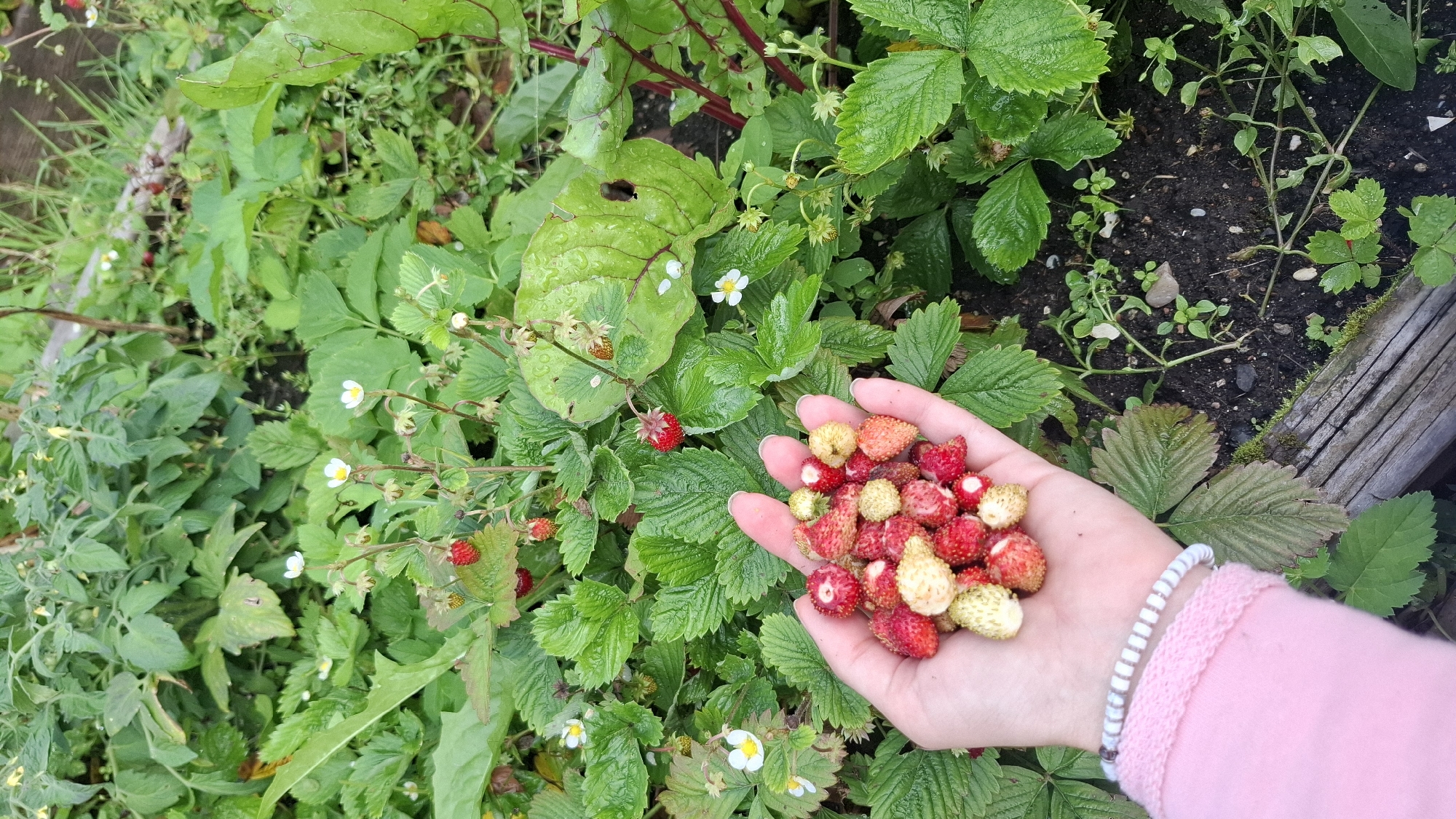 A close-up, high-angle, outdoor shot shows a person's left hand holding a small cluster of wild strawberries. The hand is cupped, and the berries are a mix of red and white, with some showing shades of orange. The hand has a light skin tone and is adorned with two bracelets: one a light pink knit band and the other a beaded bracelet with white and grey stripes. The background is filled with lush green foliage of strawberry plants, some of which are bearing small white flowers and red strawberries. The ground beneath the plants is dark soil, with some scattered small stones and weeds. A weathered wooden border runs along the bottom edge of the frame. The scene appears to be a garden in Орбита Снт (терпигорьево), Russia, likely during the summer harvest season.