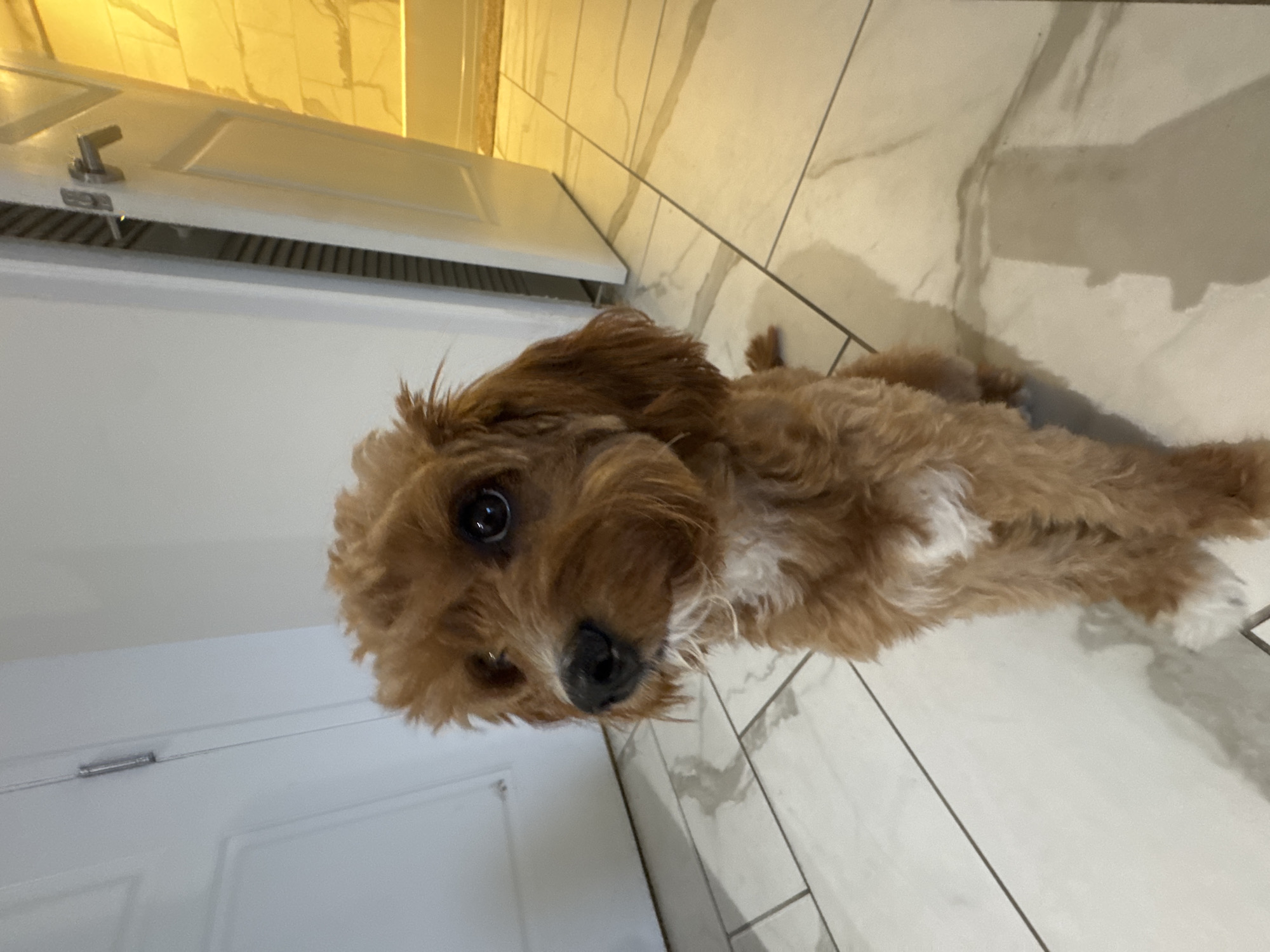 A fluffy brown Cavapoo puppy lies on a white marble tiled floor next to a white door in a residential setting, likely Boca Raton, Florida, United States of America, based on the architectural style. The puppy is facing the camera with its body angled diagonally across the frame. The door is white with a silver handle. The overall lighting is bright.