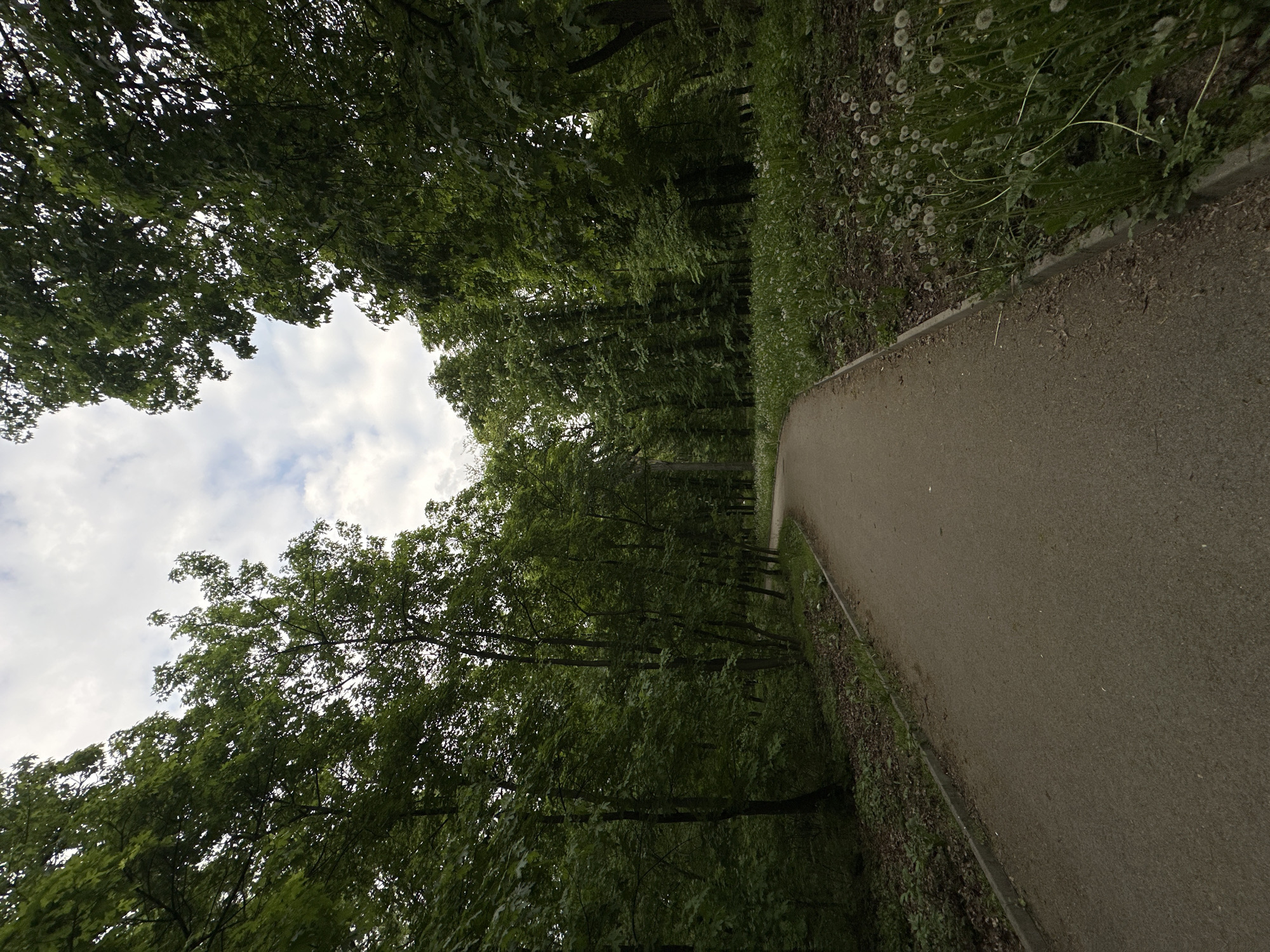 The image shows a slightly tilted view of a paved pathway through a park or wooded area. The pathway is light gray and is bordered by vegetation. On either side of the path, there are trees with dense green foliage, forming a canopy overhead through which patches of cloudy sky are visible. The vegetation on the sides of the pathway includes what appear to be dandelions. The location appears to be in Sofia, Bulgaria. There are no people visible in the image.