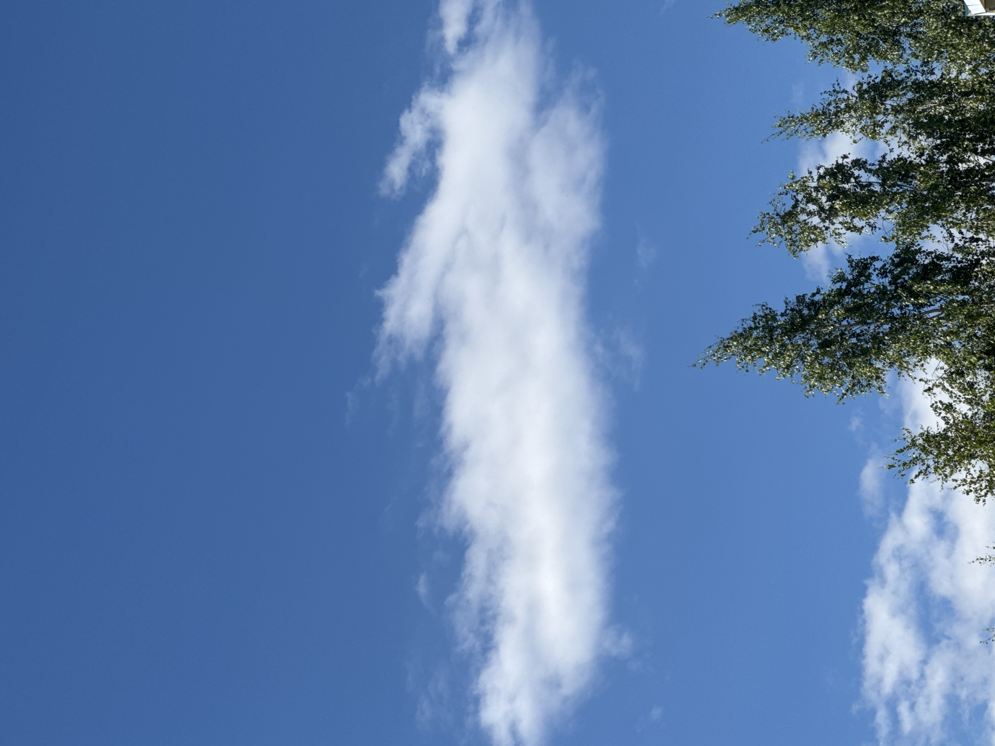 The image shows a clear blue sky with a few white clouds. The tops of several tall trees are visible along the bottom of the frame, their leaves a vibrant green against the sky. The trees appear to be deciduous, with thin trunks and a full canopy of foliage. There is no indication of people or any specific urban setting. The scene evokes a sense of nature and a bright, sunny day.