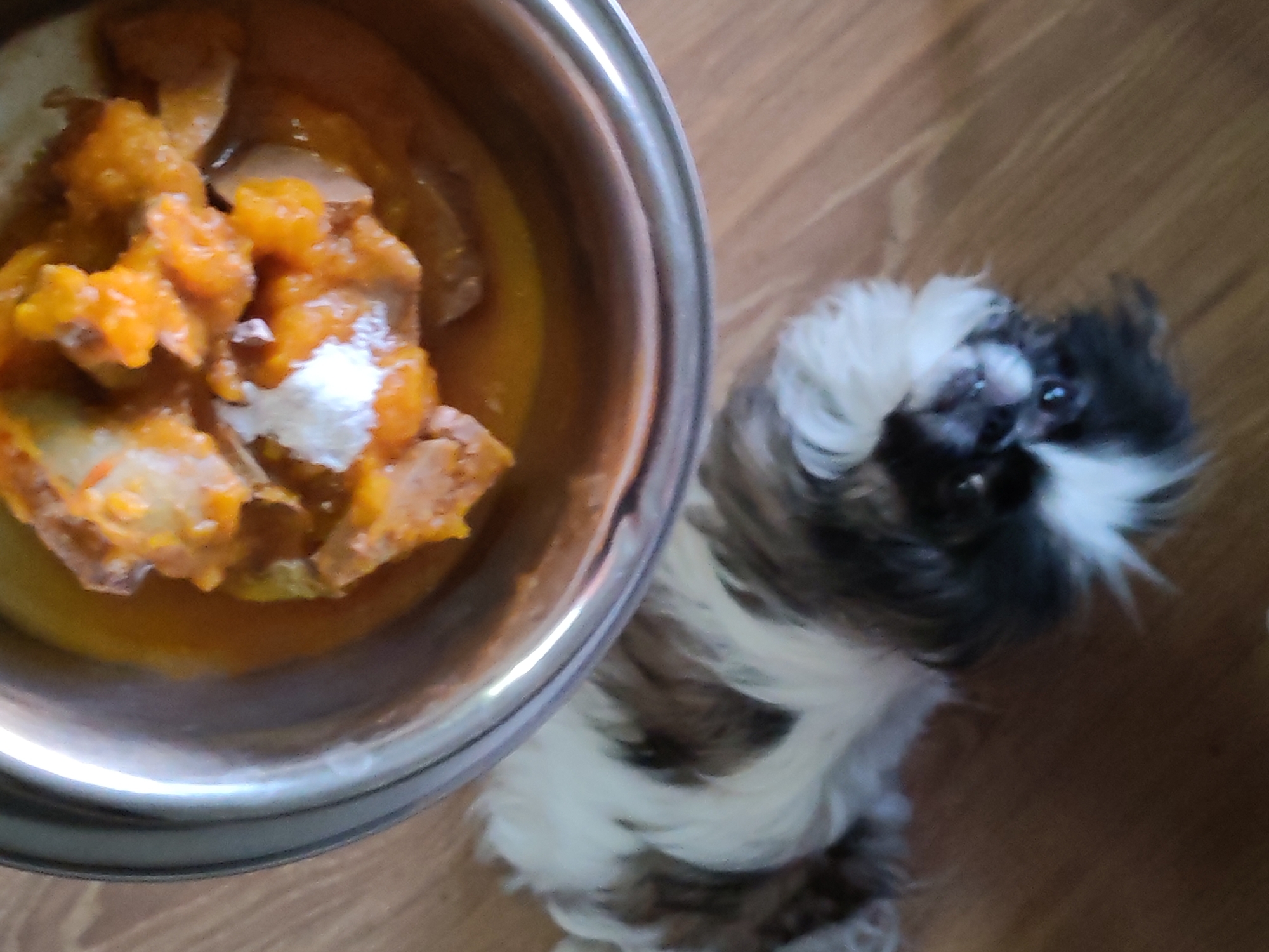 An overhead shot captures a small, fluffy dog intently observing a metal food bowl placed on a light brown wooden floor. The dog, likely a Shih Tzu or similar breed, has distinct black, white, and brown/grey fur, with prominent white fur on its head and chest. Its dark eyes are fixed on the food, and its head is slightly tilted, conveying a sense of eagerness or curiosity.
The metal bowl contains a mixture of dog food. The primary components visible are chunky, bright orange pieces, likely cooked pumpkin or sweet potato, mixed with other lighter-colored, soft ingredients, possibly meat or another vegetable. These ingredients are submerged in a yellowish liquid or sauce. A dollop of a white, creamy substance, possibly yogurt or a dietary supplement, rests on top of the orange chunks.
The setting is indoors, indicated by the wooden floorboards, which are clean and reflective in some areas. No other objects or people are visible in the frame, keeping the focus solely on the dog and its meal. There is no visible text in the image. The scene suggests a feeding time, with the dog patiently or eagerly awaiting its meal in what is contextually identified as Izhevsk, Russia.