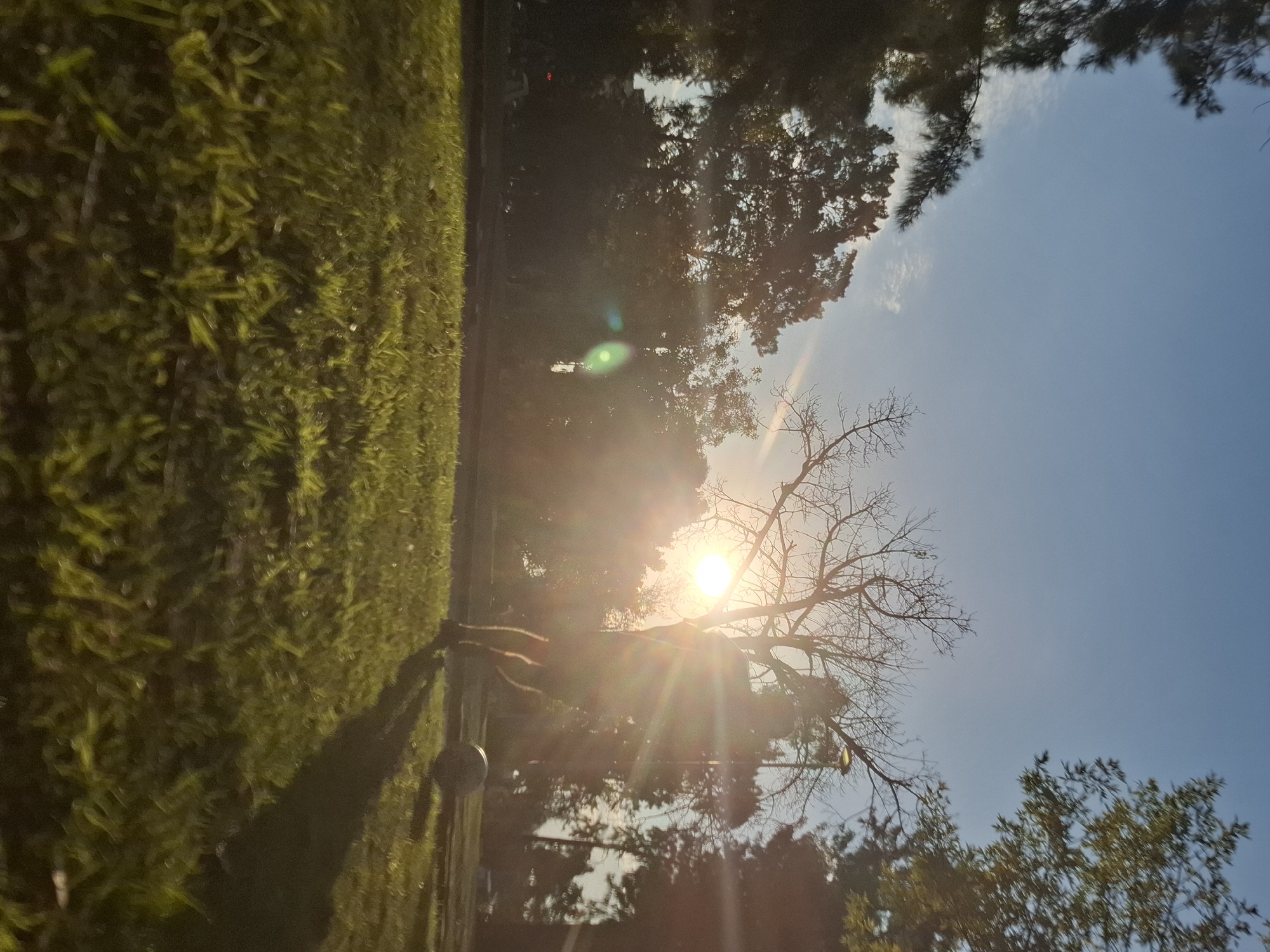 The image shows a grassy field in Villa Domínico, Argentina. The sun is low in the sky, shining through a bare tree. There is some scattered greenery from trees and vegetation in the background. A shadow of what appears to be a person and a small ball are visible on the left side of the image. The sky is blue with some wisps of clouds.