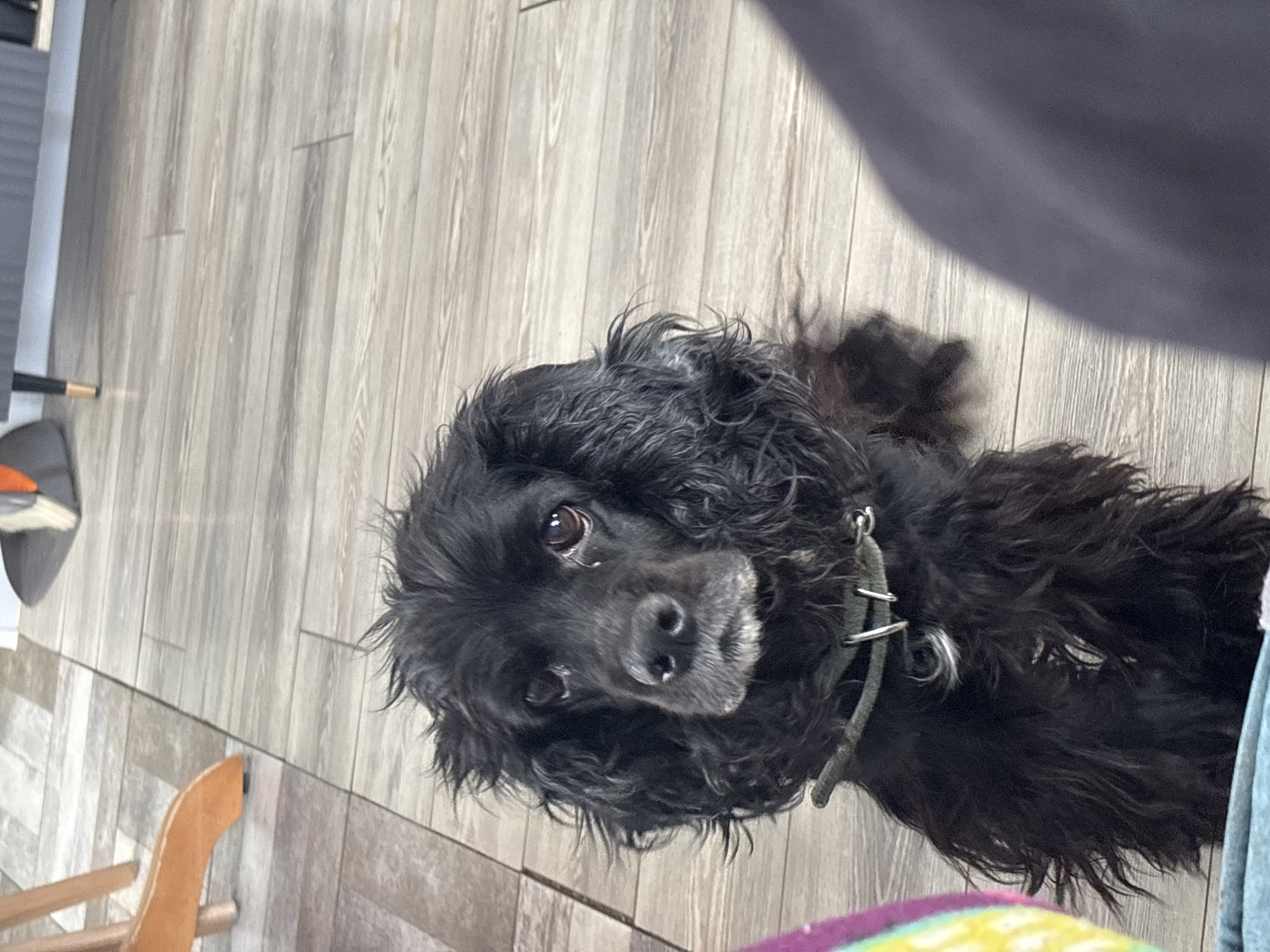 An indoor, close-up, high-angle shot captures a black dog, likely a cocker spaniel or a similar breed, resting on a light grey-brown laminate or wooden floor. The dog has dark, curly fur and large, expressive brown eyes, looking directly upwards towards the camera with a gentle and curious gaze. It wears a green or olive-colored collar with silver metal rings. The dog's head is tilted slightly, and its muzzle shows some lighter grey hairs, particularly around the chin.
The background consists primarily of the floor, which has distinct plank patterns. To the left of the dog, glimpses of other household objects are visible: a curved, light brown wooden chair leg and a dark object, possibly part of a vacuum cleaner or another piece of furniture. To the right and foreground, a blurred dark shape, possibly a person's leg or arm, is present, with a colorful, blurry fabric (showing shades of purple, yellow, and green) at the very bottom right of the frame. The lighting suggests an indoor setting, possibly with natural light filtering in. No specific activity beyond resting and looking at the camera is depicted. There is no visible text. The location context for this image is Natukhayevskaya, Russia.