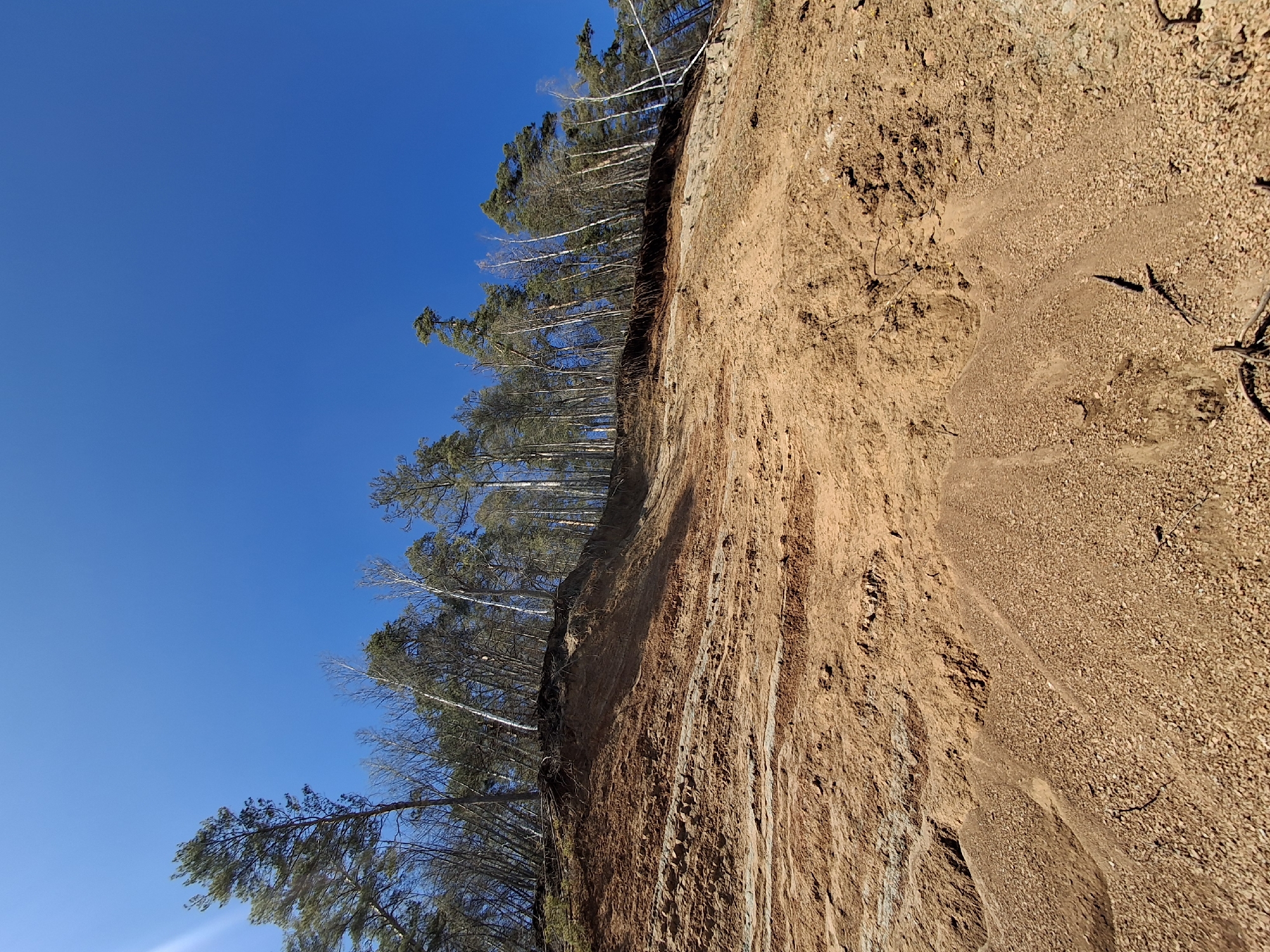 The image shows a steep cliff face in Noviy, Russia, with exposed layers of reddish-brown soil and gravel. A line of trees grows along the top edge of the cliff. The sky is clear and blue. There is no sign of people, animals, or artificial objects other than what comprises the natural environment.