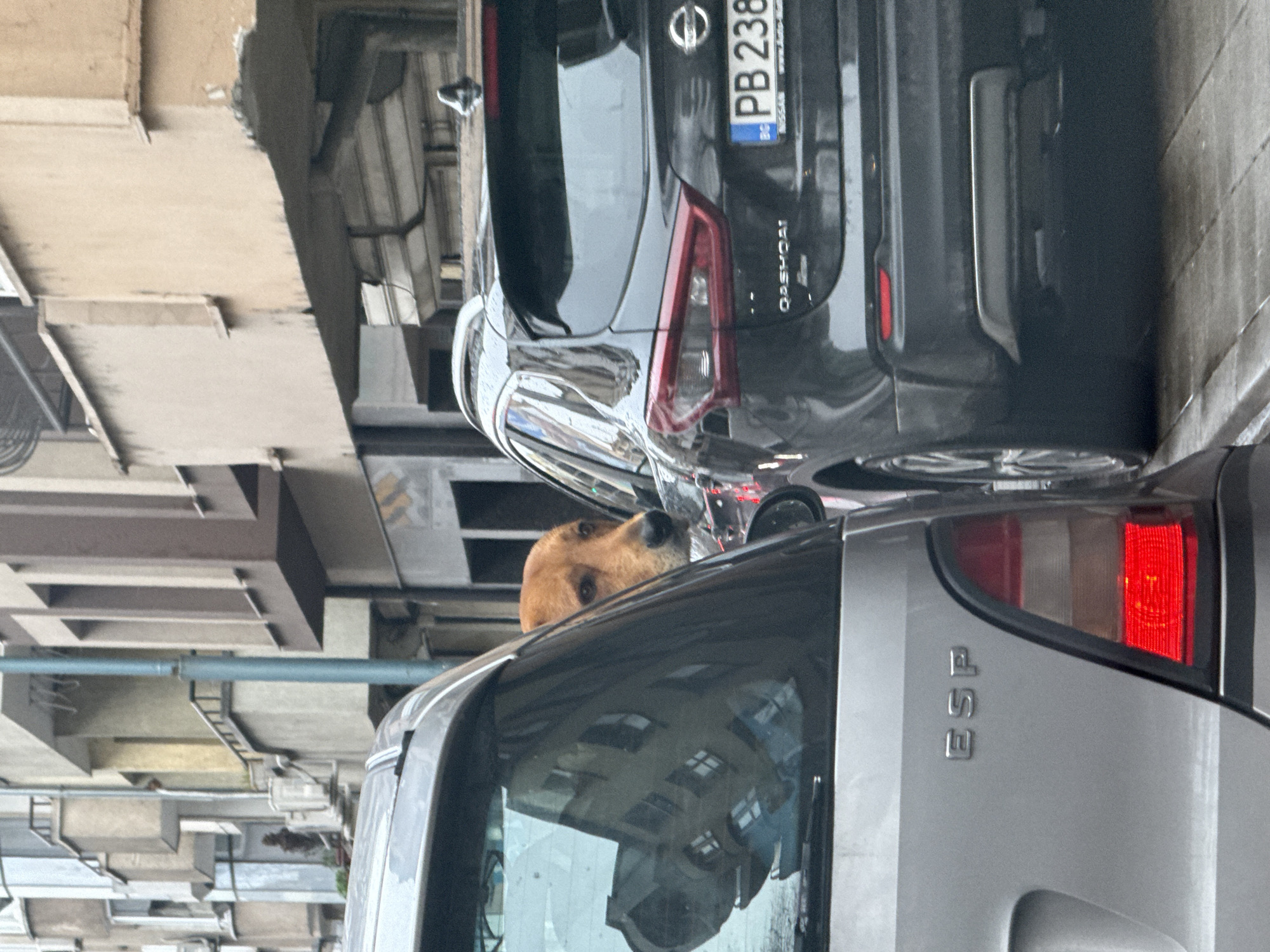 The image shows a street scene in Plovdiv, Bulgaria. A brown dog is peeking out of the partially open window of a grey car, positioned between two parked vehicles. The car on the left is a dark grey Nissan Qashqai with the license plate "PB 238" visible. The street is lined with buildings of varying heights and architectural styles. A metal pipe runs overhead near the building. The grey car has "ESP" printed on its exterior.