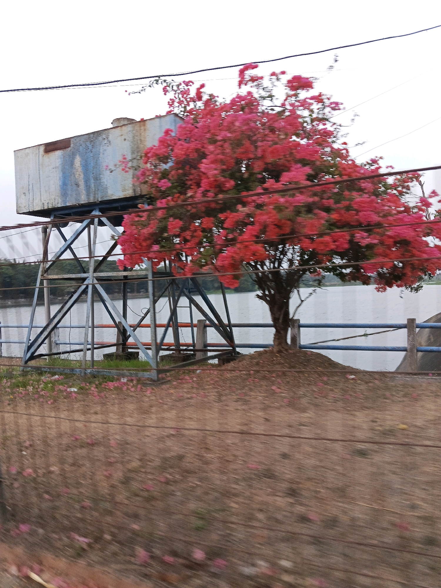 A bright pink flowering tree is in full bloom next to a rusty water tank supported by a metal structure. The scene appears to be near a body of water, possibly a lake or river, with a blue railing in the background. The foreground shows a brown, sandy ground covered in fallen pink petals, indicating a windy or recently disturbed area. The image is slightly blurred, suggesting movement during the capture. The water tank is rectangular and appears weathered, with streaks of blue paint. Power lines are visible overhead, and the sky is overcast. No people are present in the image. The environment is outdoors, with elements of both nature and man-made infrastructure.