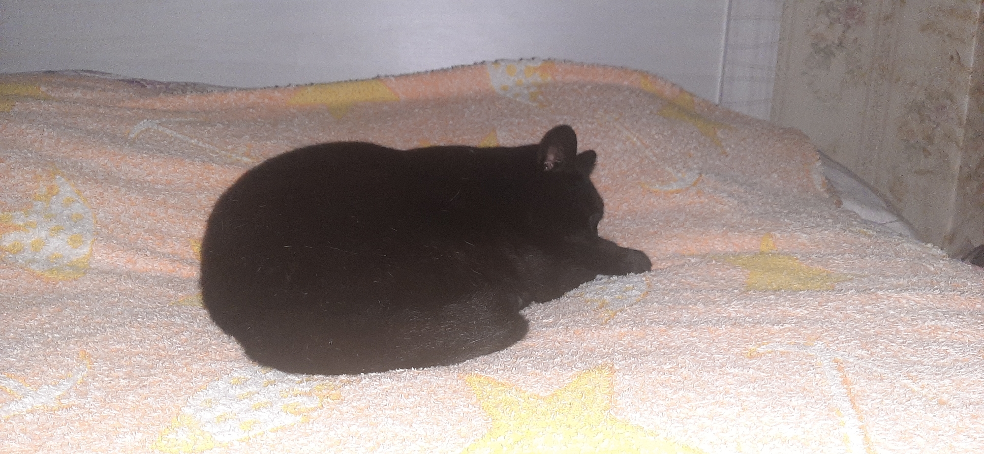 A black cat is curled up on a white and orange blanket. The blanket is textured and appears to be made of terrycloth. The cat is facing away from the camera, with its head tucked in towards its body. The background is a wall with floral wallpaper. The scene appears to be indoors, possibly in a bedroom or living room. The image is taken from a slightly elevated angle, looking down at the cat. The lighting is dim, creating soft shadows. There are no people visible in the image. The overall impression is one of a peaceful, domestic scene.