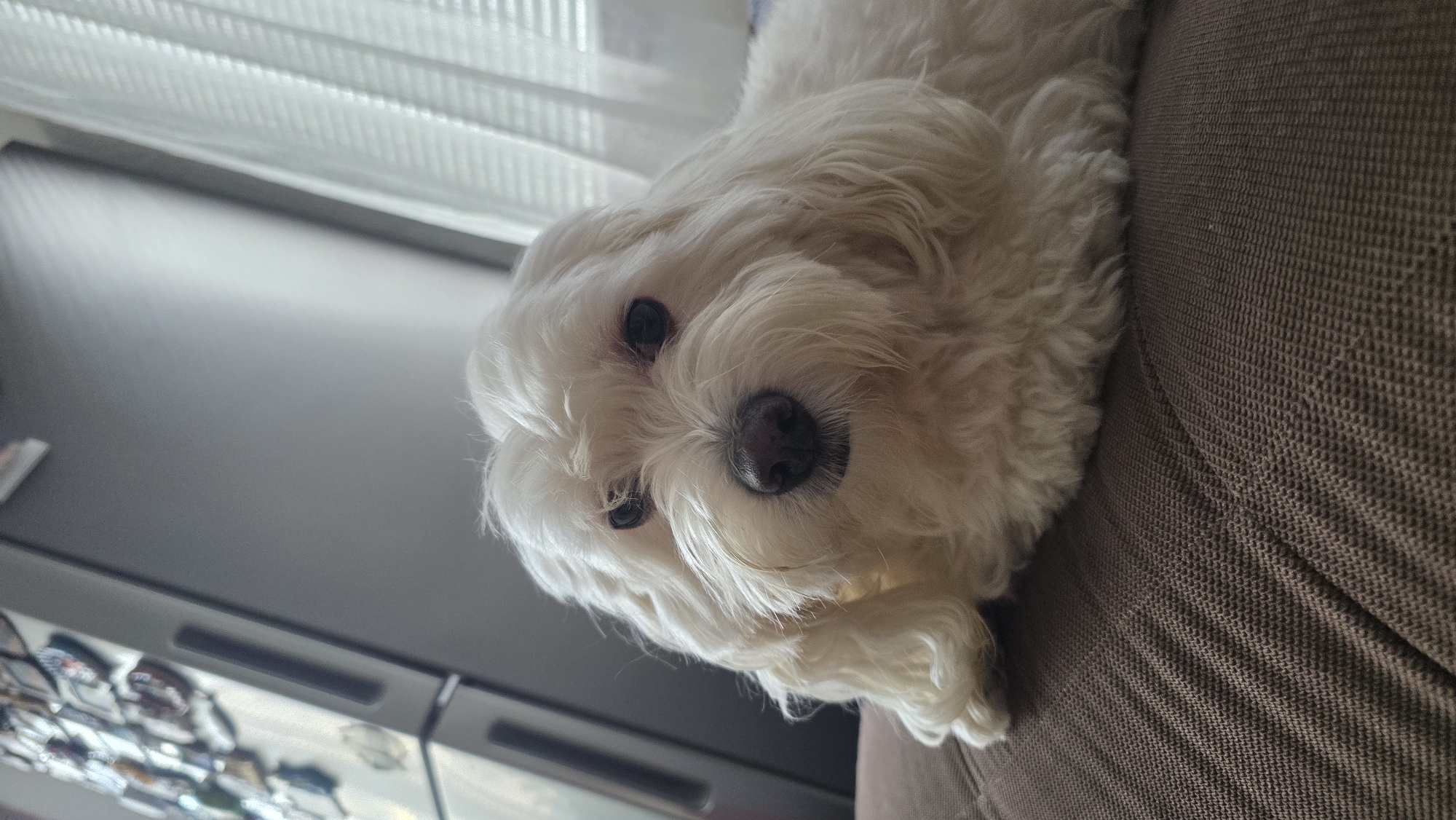 This media file displays a small, white, fluffy dog, resembling a Maltese, resting on a brown, textured sofa or armchair. The image is rotated counter-clockwise, with the dog's head prominent in the left-center, looking directly at the camera. The dog has dark, round eyes and a black nose, surrounded by its soft, curly white fur, conveying a calm and content demeanor.
In the background, to the upper left, a window with white blinds or sheer curtains is visible, providing natural light, indicating daytime. Below the window, a dark, blurry surface, possibly furniture or a countertop, holds several indistinct, reflective items. There are no people visible. No specific location cues are visible within the image to identify Blagoevgrad, Bulgaria, other than the provided context. There is no visible text.