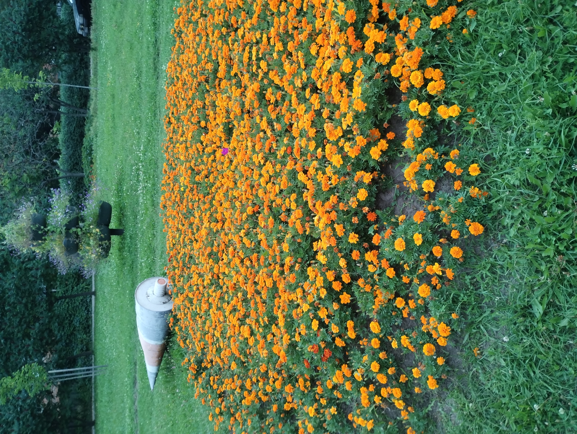 The image captures a flowerbed filled with vibrant orange marigolds in a park. To the left, a large, grey and orange traffic cone lies on the grass. In the background, lush green trees and a sculpted shrub create a park-like setting. The scene is likely located in the city of Sumy, Ukraine.