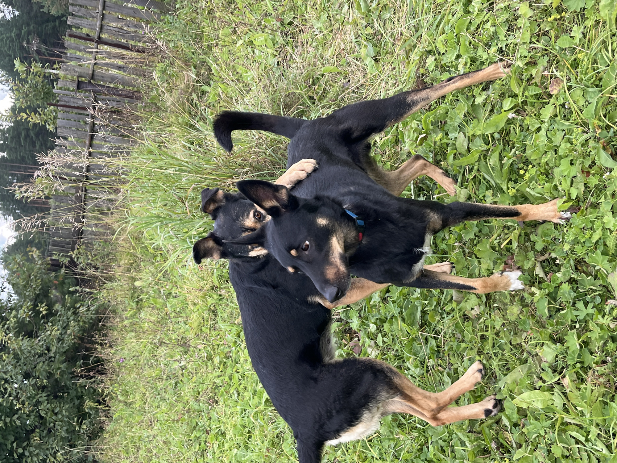Two black and tan dogs are standing in a grassy field with a weathered wooden fence in the background. The dog in the foreground is looking to the right, with its head slightly lowered. The dog in the background is standing behind the first dog, with one paw resting on its back. The area appears to be a rural or semi-rural setting, possibly on the outskirts of Nizhny Tagil, Russia, given the wooden fence and natural vegetation. The lighting suggests it is daytime, with overcast conditions.