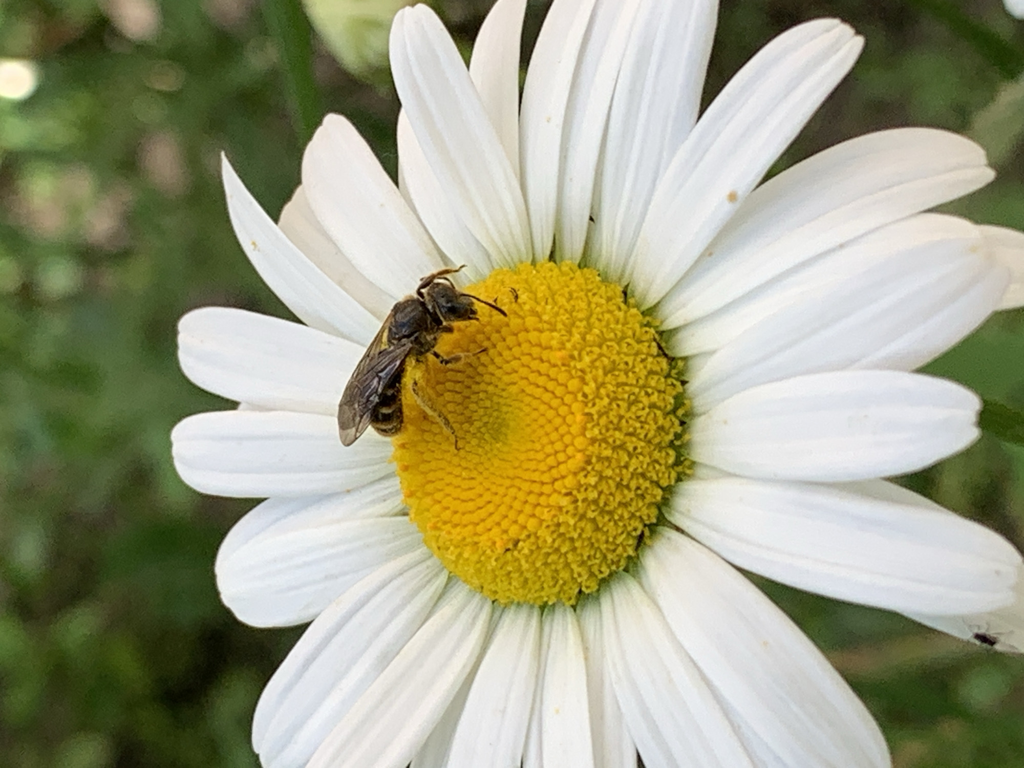 A bee is positioned on the yellow center of a white daisy. The bee is facing right, with its head slightly lowered as if collecting pollen. The background is softly blurred green foliage, indicating an outdoor environment. The image is a close-up shot, emphasizing the detail of the bee and the flower.