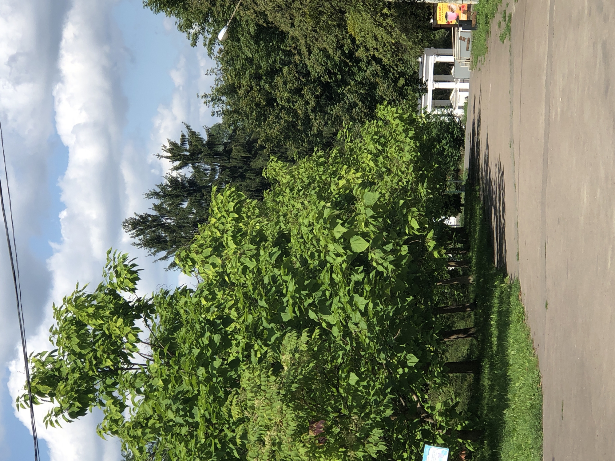 The image shows a park pathway in Lviv, Ukraine. The pathway is paved and curves to the right, leading towards a white colonnade building in the distance. Flanking the pathway are lush green trees with dense foliage, casting shadows on the ground. On the left side, a sign with blue and white text is visible, partially obscured by leaves. On the right side, a lamppost is present, and further along, a billboard with a colorful advertisement is visible. The sky above is blue with scattered white clouds. The scene depicts a tranquil park setting on a sunny day.