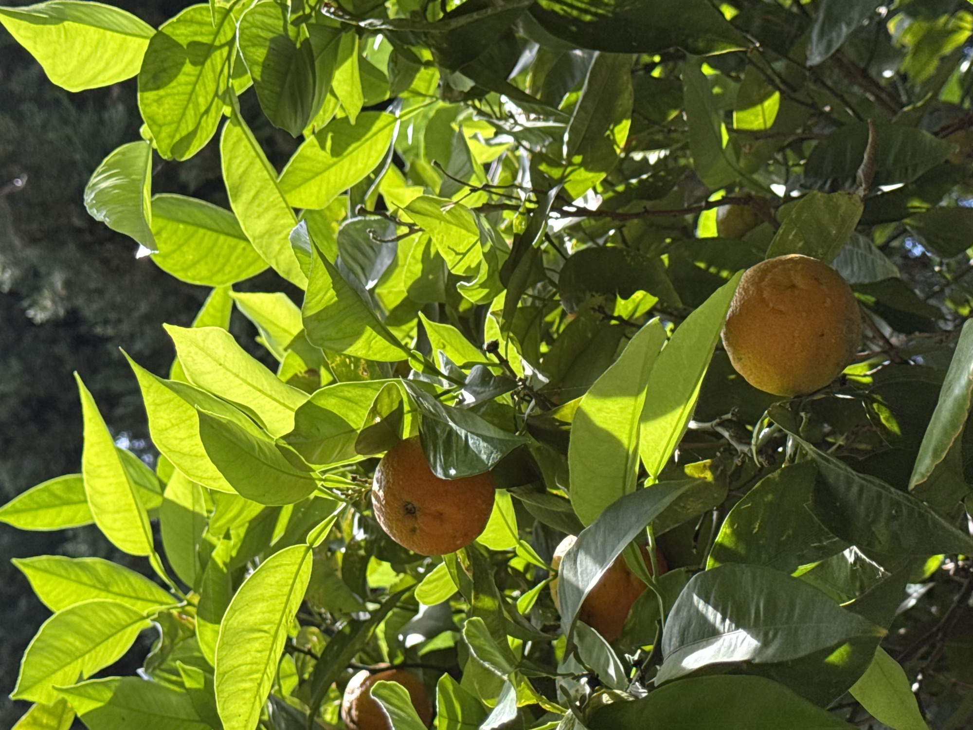 This close-up image captures a vibrant orange tree, likely in Konyaaltı, Turkey, brimming with ripening fruit and lush foliage under bright daylight. The primary subjects are the tree's numerous green leaves and several round, orange fruits, clearly identifiable as oranges.
The scene is illuminated by strong sunlight, which backlights many of the leaves, making them appear translucent and glow with vivid shades of lime and emerald green. The light highlights their intricate vein patterns. Other leaves are partially shaded, showcasing deeper, richer green tones and subtle textures. The oranges themselves have a slightly textured, somewhat rough skin, characteristic of the fruit, and are illuminated from various angles, revealing their natural imperfections and contours.
The background consists of out-of-focus foliage and shadows, creating a dark, blurred backdrop that effectively accentuates the sharply focused leaves and fruits in the foreground. The overall impression is one of natural abundance and healthy growth, typical of a sunny, clear day in a Mediterranean climate. No people or visible text are present in the image.