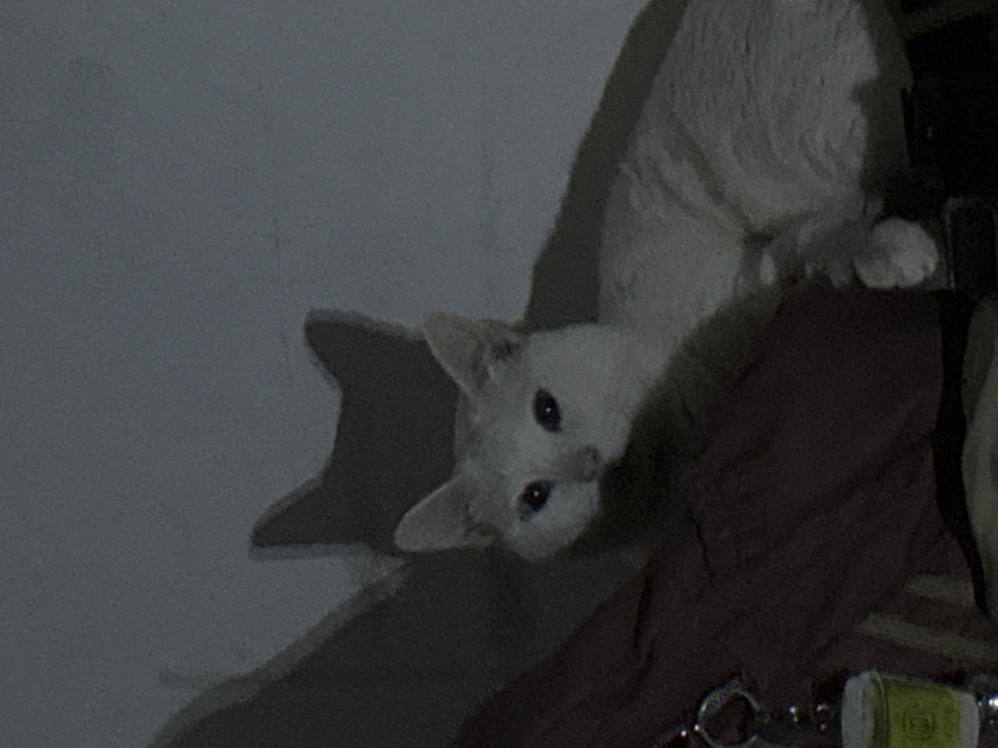 A white cat is lying on a dark maroon-colored fabric surface. The cat is facing the camera with its head tilted downwards. Its shadow is cast onto a light gray wall. A metal keychain and a small green bottle are visible in the lower right corner of the image. The setting appears to be indoors. The specific location in North Jakarta, Indonesia cannot be definitively determined from the image alone.