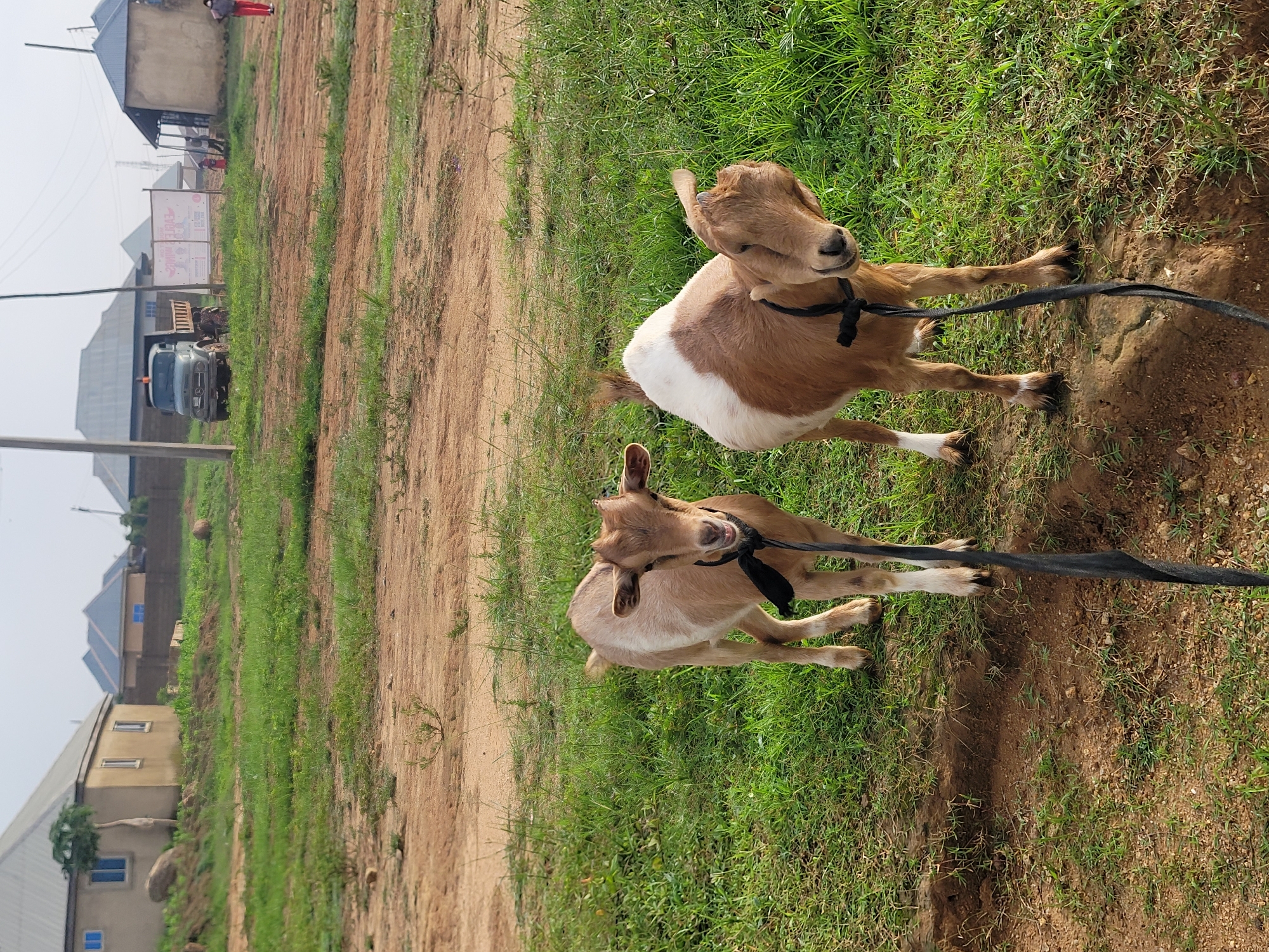 Two young goats, one light brown and one white and brown, stand on a grassy area in Barakin Akawo, Nigeria. Both goats are leashed with black ropes. The goat on the left is facing the camera, with its head tilted slightly. The goat on the right is also facing the camera, with its head turned and its body angled. Behind the goats, a dirt path leads to a street where several buildings and a truck are visible. The sky is overcast.