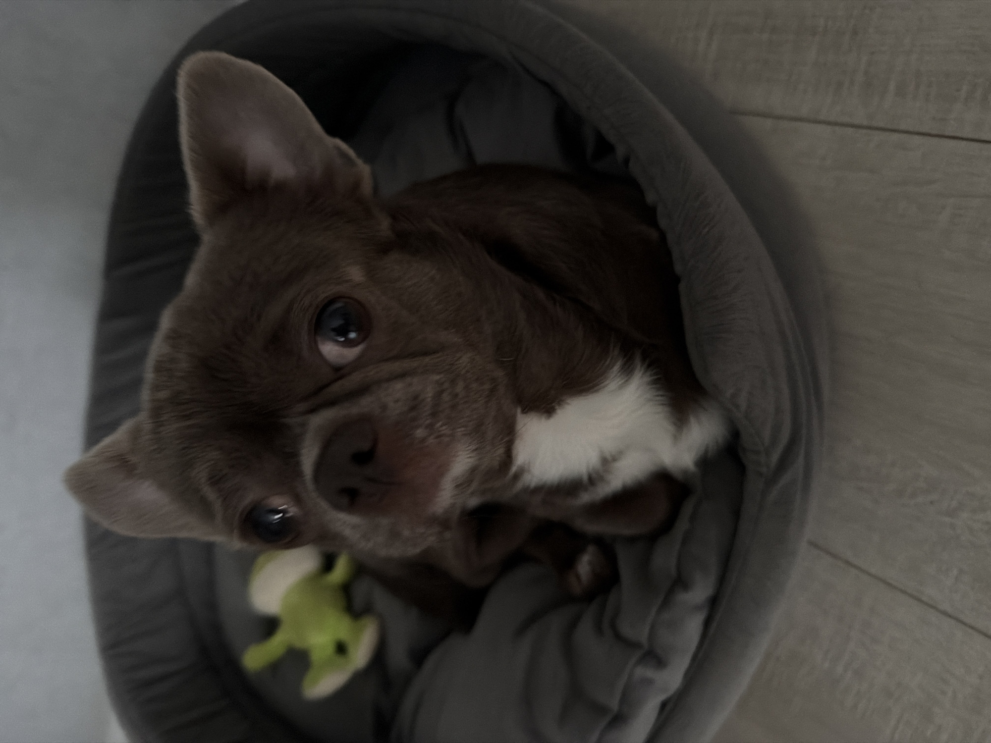 A close-up, high-angle shot shows a brown and white French Bulldog puppy nestled in a gray, hooded pet bed. The puppy is looking directly at the camera with wide, dark eyes. A green toy shaped like an animal is partially visible in the lower left corner of the bed. The bed is placed on a light-colored wood-look floor. The background consists of a wall, also light-colored. The image does not provide information to ascertain the location within the city of Votkinsk, Russia.