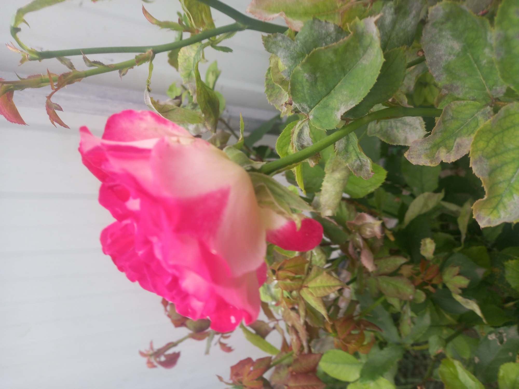The image shows a close-up, slightly out-of-focus view of a vibrant pink and white rose in bloom. The rose is positioned in the center-left of the frame, with its petals unfurling. The surrounding foliage is lush and green, with some leaves showing signs of browning or dust. A light-colored, textured wall or fence is visible in the background, which appears to be a garden setting. There are no people or animals present in the image. The lighting is soft, suggesting it may have been taken on an overcast day or in a shaded area. The image does not contain any information that would help determine its location in Vinsady, Russia.