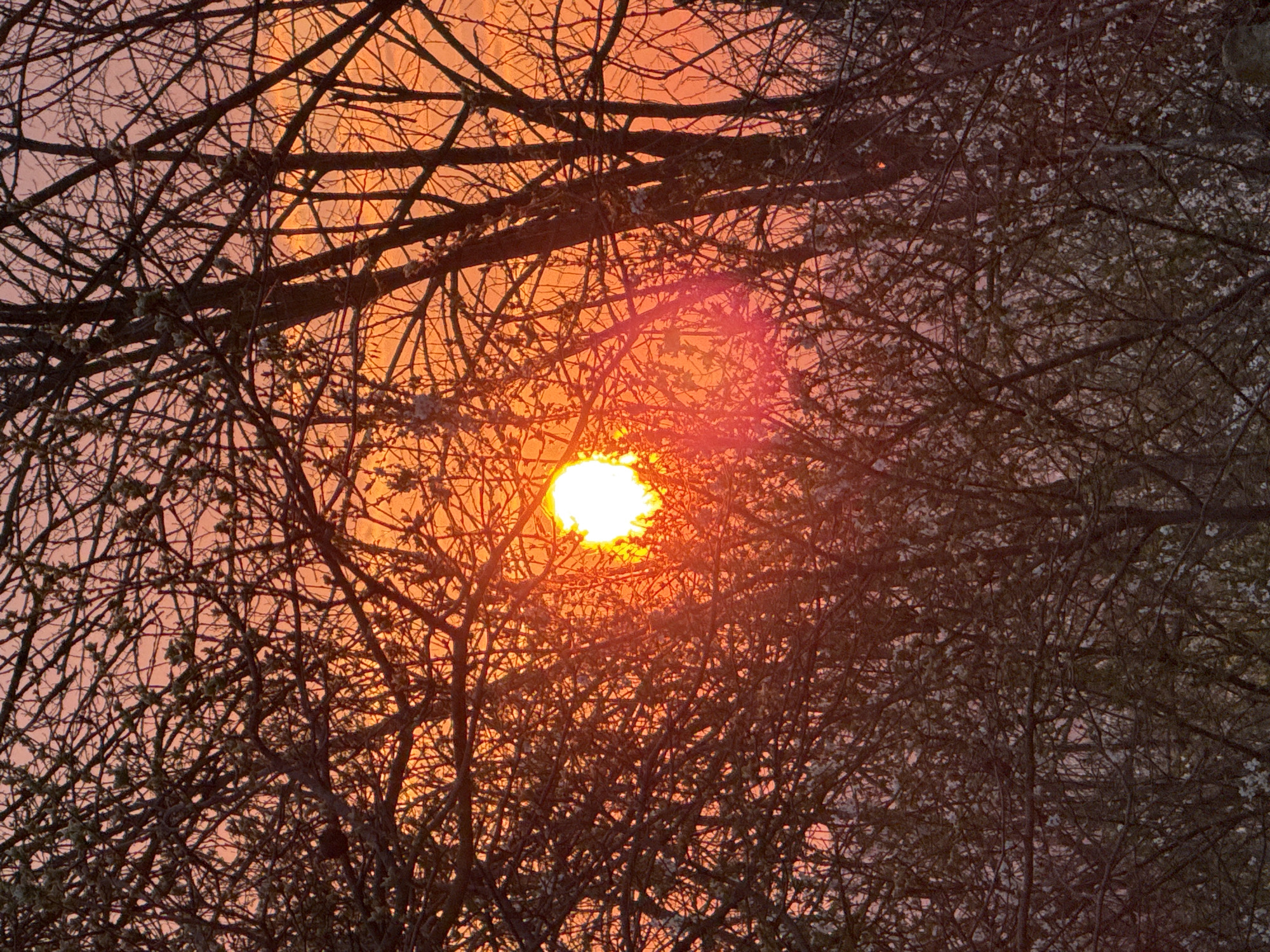 The image shows a low-angle view of bare trees silhouetted against a bright orange sunset. The sun is partially obscured by the branches, creating a lens flare effect. The branches are intricate and dense, filling most of the frame. The sky is a gradient of orange and pink. There is no indication of this image having been taken in the city of Beltsov, Bulgaria.