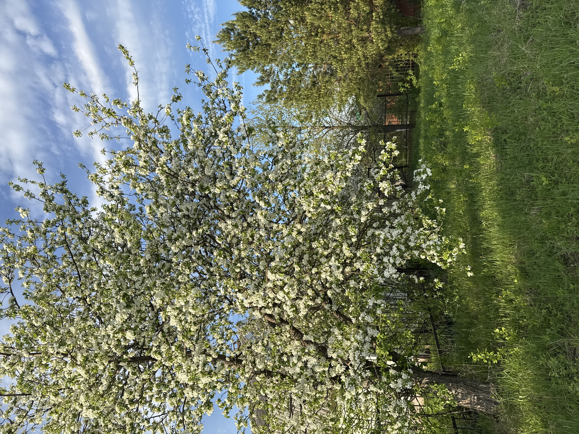 The image shows a blooming tree with white flowers against a blue sky with wispy clouds, presumably in Галево, Russia. The tree is located near a grassy area with a fence visible in the background. Another green tree is also present in the background.