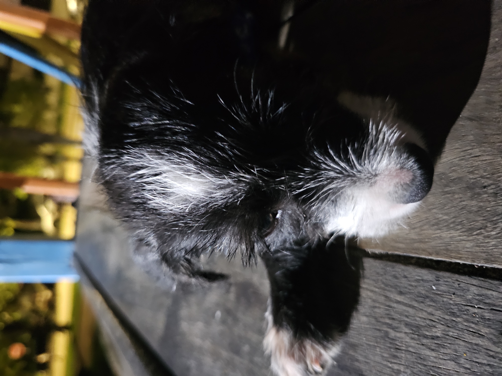 A close-up shot of a sleeping black and white dog is captured at night, lying on a dark wooden surface. The dog's wet fur glistens under the available light, highlighting its facial features. The location is Armação dos Búzios, Brazil, but the specific setting within the city is not discernible due to the close-up perspective and limited background detail. A blurry railing is visible in the background.