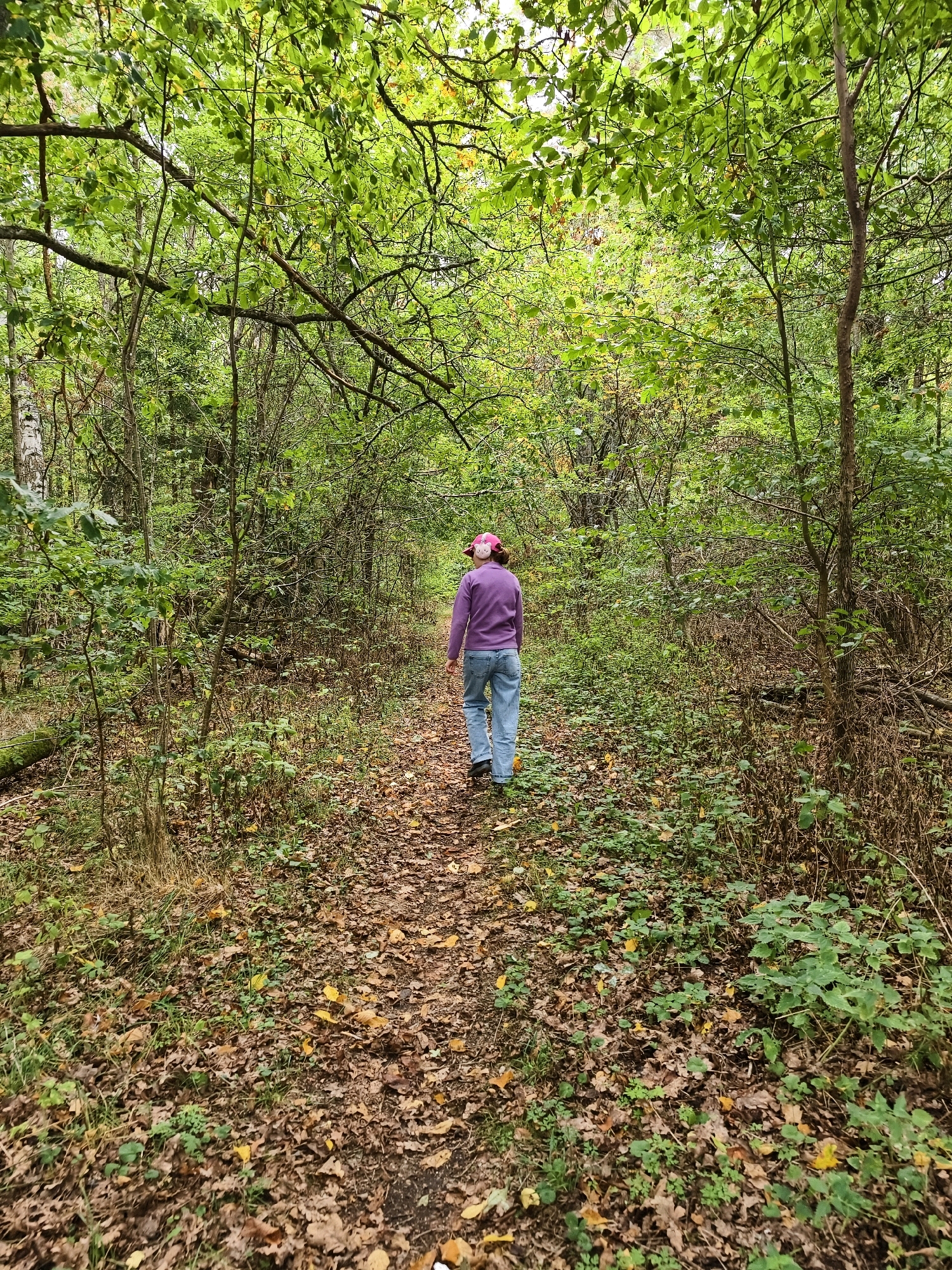 A person wearing a purple jacket, blue jeans, and a pink hat walks away from the camera on a leaf-covered path through a dense forest. The trees are tall and covered in green leaves, suggesting it is autumn. The forest floor is covered with fallen leaves and some patches of green undergrowth. There are fallen branches and logs on the ground, and the overall atmosphere is one of a natural, wooded environment. This scene is consistent with a walking path in a natural area within or on the outskirts of Linköping, Sweden.
