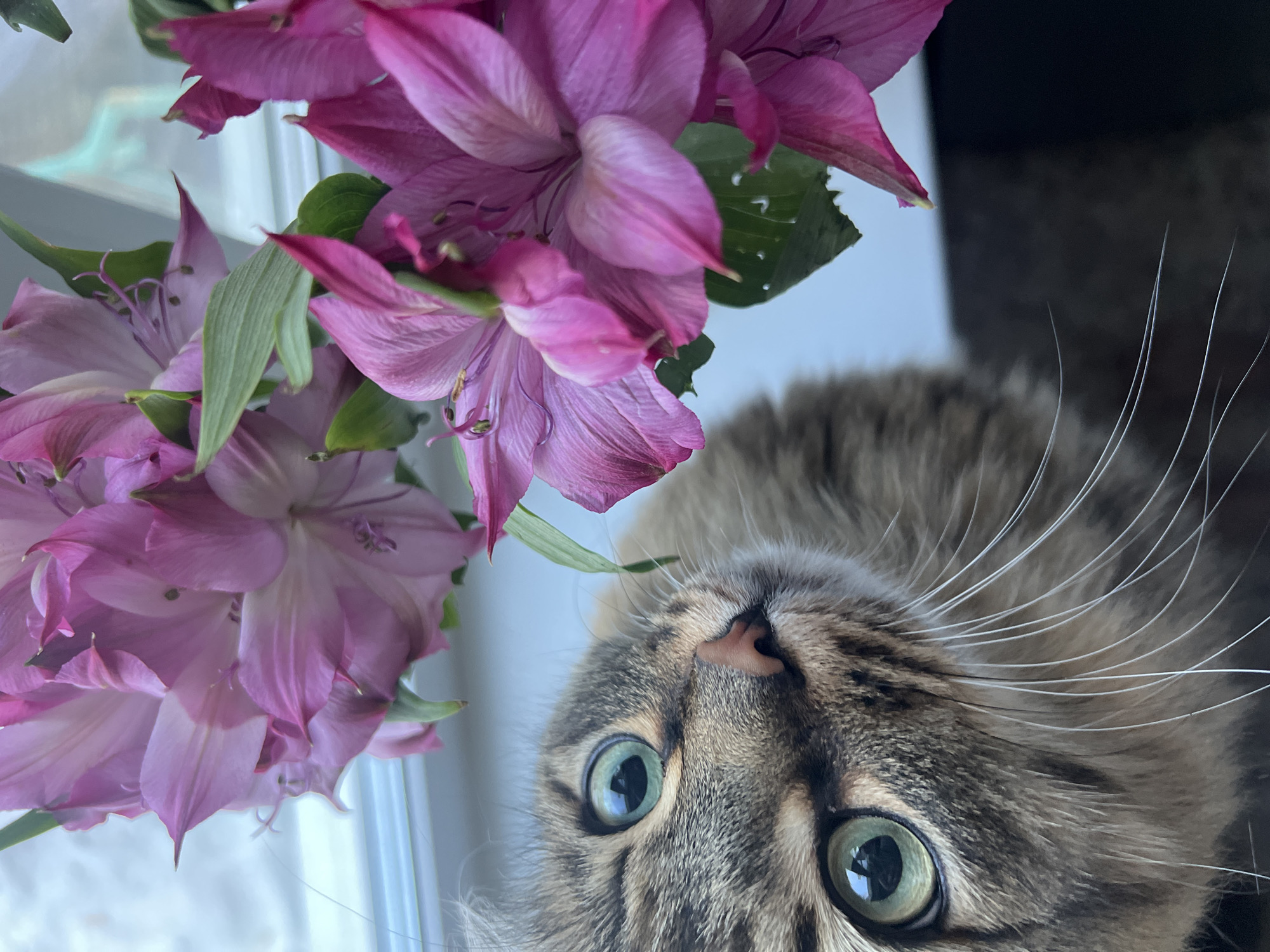 A close-up, upside-down perspective captures a tabby cat with green eyes peering up from below. The cat is positioned to the right of the frame, with pink and purple Alstroemeria flowers to the left. The background appears to be a window sill against a darker wall. There is no indication that the image was taken in Chaikovsky, Russia.