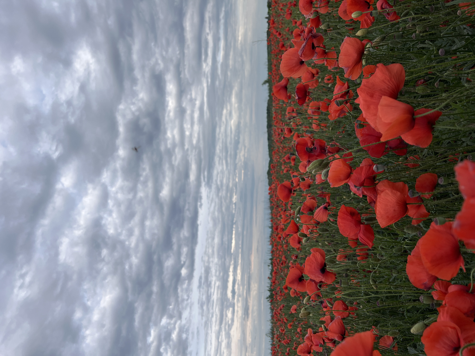 This is a vertical, eye-level, full shot of a field of red poppies under a cloudy sky. The field of poppies takes up the lower two-thirds of the frame, with the sky filling the top third. The poppies are vibrant red and appear to be in bloom, with some buds also visible. The stems and leaves of the poppies are green. In the sky, there are numerous grey clouds, some of which are thin and wispy, while others are thicker and more opaque. The lighting suggests it is daytime, but the clouds are obscuring direct sunlight. A tiny insect is visible in flight in the upper center of the sky. The horizon line is visible in the distance, where the poppy field meets a faint, darker line of trees or vegetation, and beyond that, a lighter strip of sky before the clouds begin. There are no people or man-made structures visible in the image. The location is described as a field of poppies in Ternopil, Ukraine.