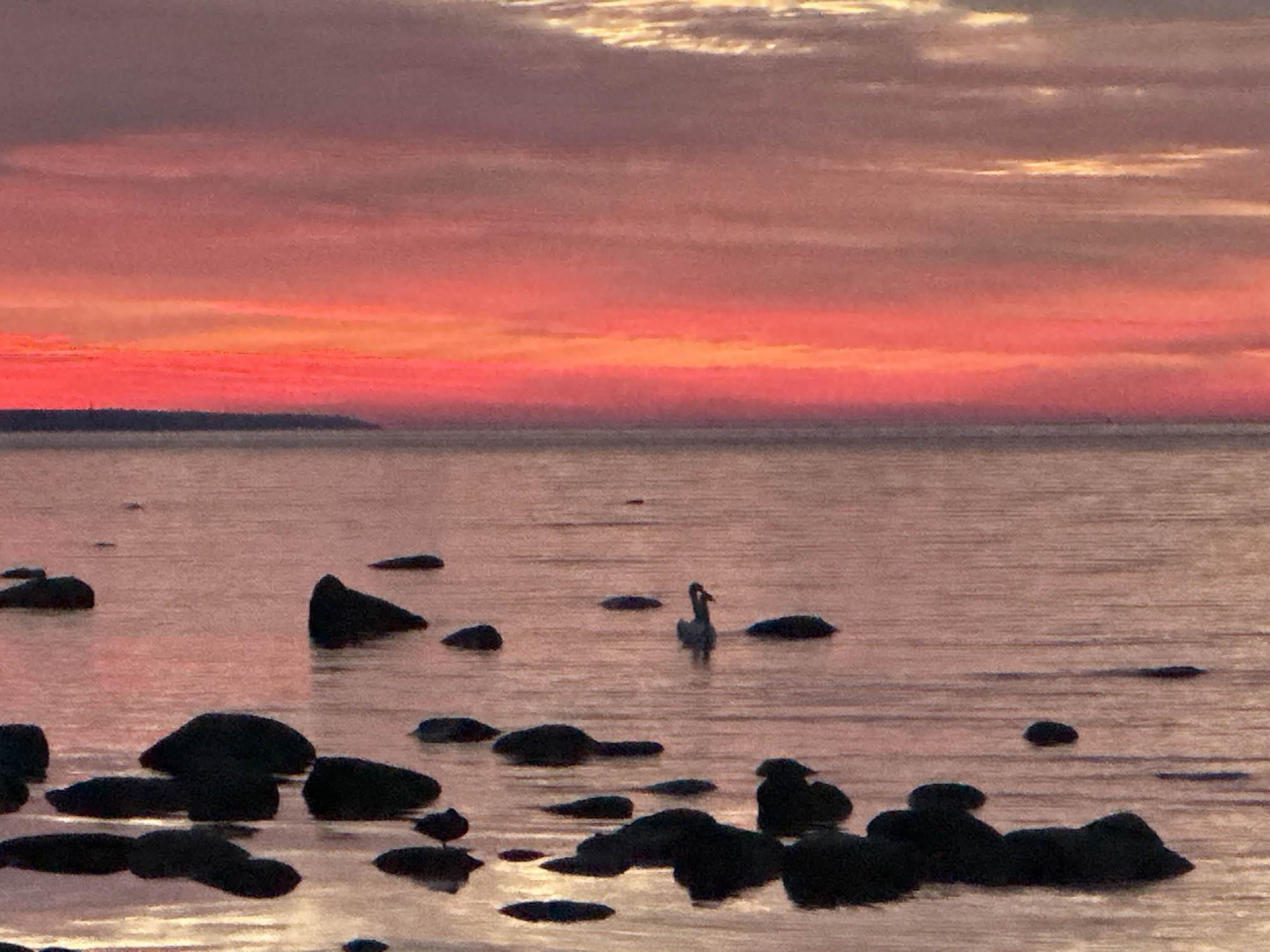 A sunset over the Baltic Sea is depicted. The sky is a vibrant gradient of deep red, orange, and yellow, with darker clouds tinged with purple towards the top. The water is calm and reflects the colors of the sky. Scattered across the foreground are dark, wet rocks, some partially submerged, creating a silhouette against the water. In the middle ground, two swans are swimming, their white forms contrasting with the water. A distant shoreline is visible as a dark, low-lying strip. The scene appears to be a natural coastal environment, possibly near a beach or rocky shore. The image captures a moment of tranquility at dusk. This scene is likely located on the coast of Tallinn, Estonia, given the description of the Baltic Sea.