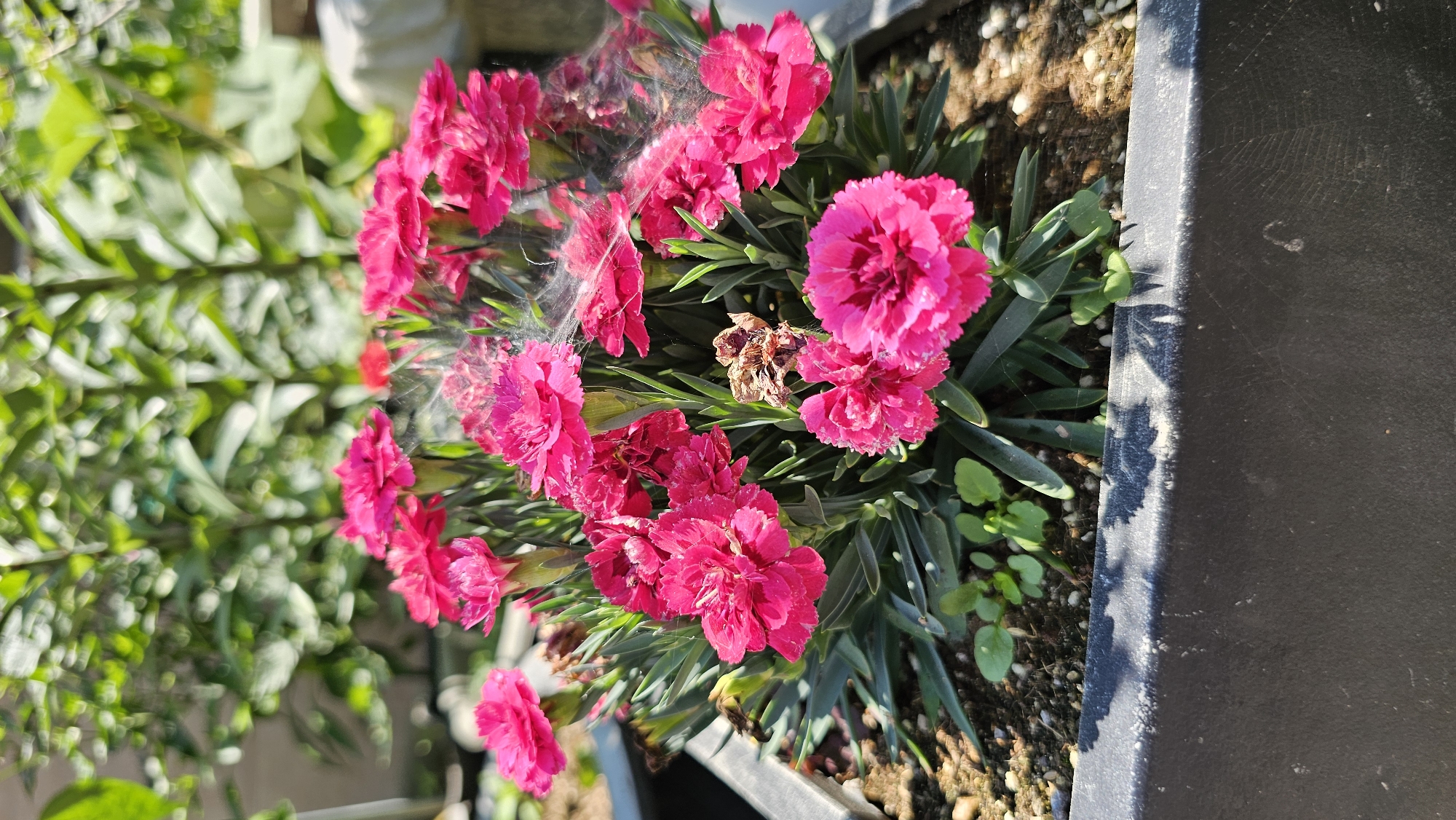 A close-up, vertical shot captures a vibrant cluster of pink carnations in a planter. The flowers are in full bloom, their delicate petals ruffled and layered. Some of the flowers have a fine, wispy white substance, possibly spiderwebs, clinging to them. The green foliage of the carnations provides a lush backdrop. In the foreground, the edge of a dark, rectangular planter is visible, with gritty soil and small pebbles. A dried, brown flower head is nestled amongst the blooms, a stark contrast to the lively pink. The lighting suggests a sunny day, casting distinct shadows and highlighting the textures of the petals and foliage. The image is composed to emphasize the beauty and detail of the flowers. The background is blurred, with soft green shapes suggesting more plants or foliage. The location is identified as Asan-si, South Korea. There is no visible text in the image.