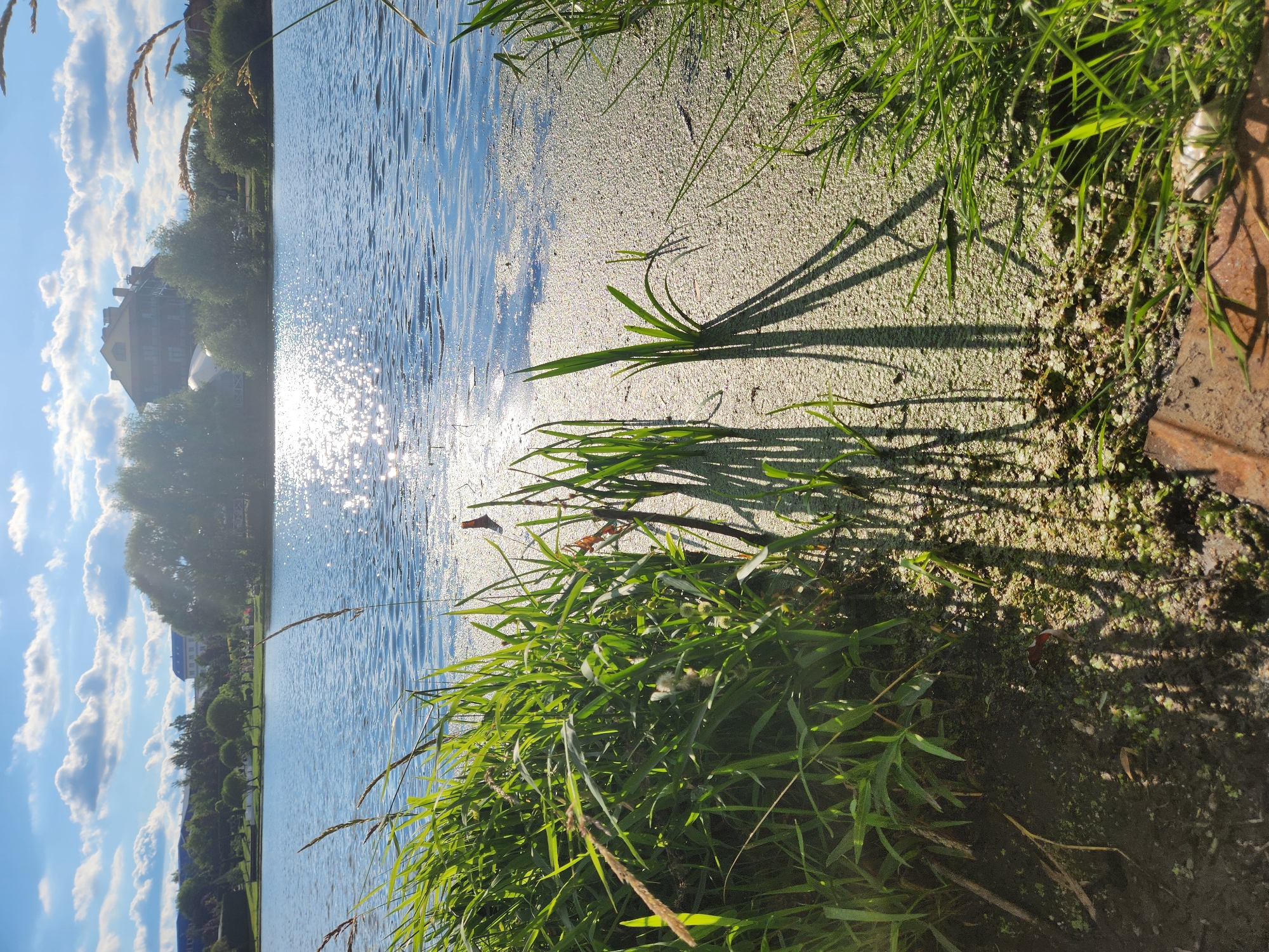 The image shows a picturesque natural scene on a sunny day, likely in the city of Yudino, Russia, given the context provided. A calm lake occupies the majority of the frame, with its surface shimmering due to the sun's reflection. The foreground is dominated by lush green grass and reeds growing along the bank, casting long shadows on the water and the muddy shore. In the background, trees and buildings form a scenic backdrop against a bright blue sky with scattered white clouds. The overall impression is one of a tranquil and serene environment, typical of a suburban or rural landscape.