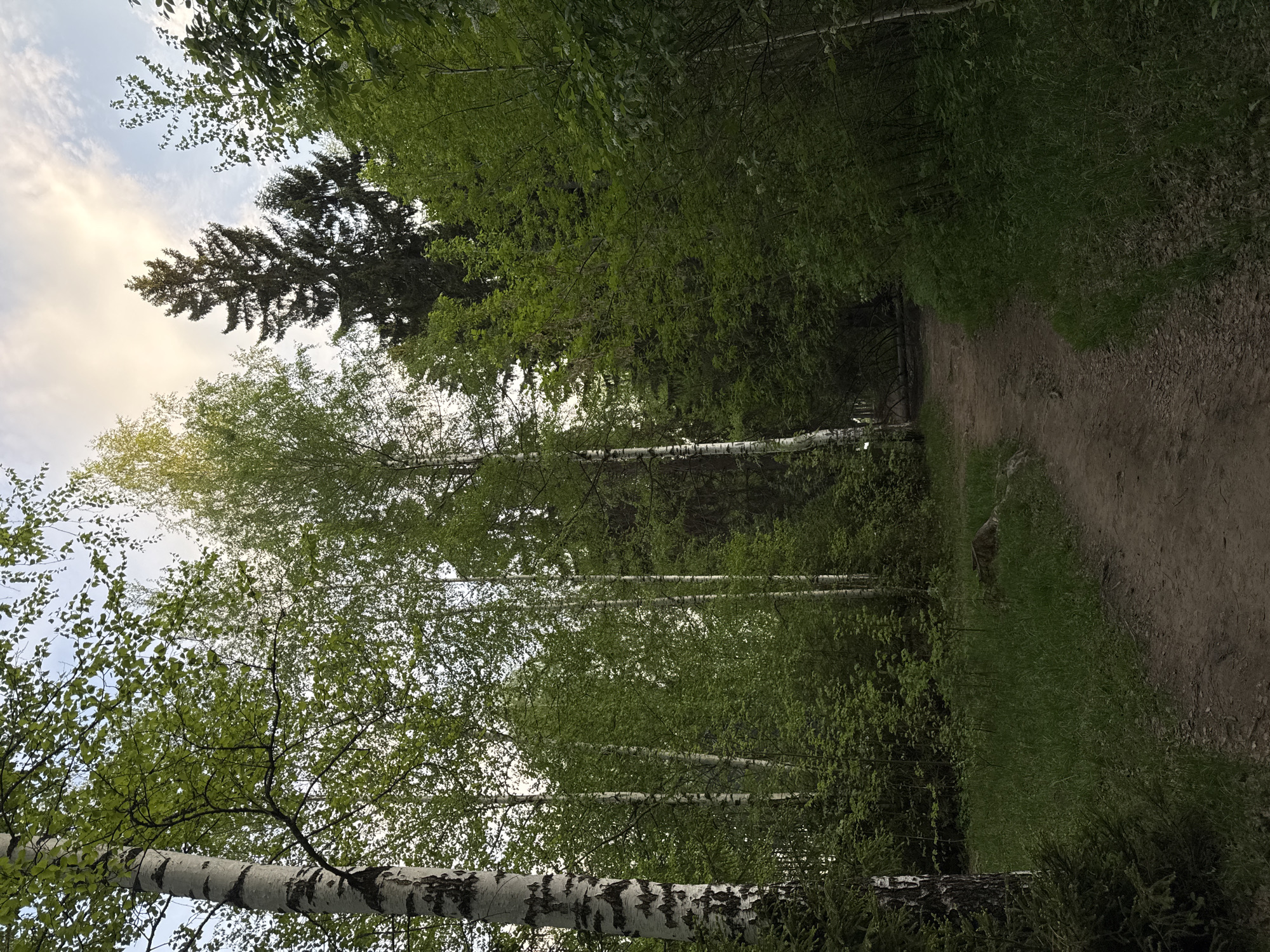 A dirt path winds through a forest of deciduous trees, many with white bark, and evergreens. The sky is visible through the trees, with some clouds and a hint of sunlight. The location is unknown, and it is impossible to confirm that it is in Izhevsk, Russia, without additional information.