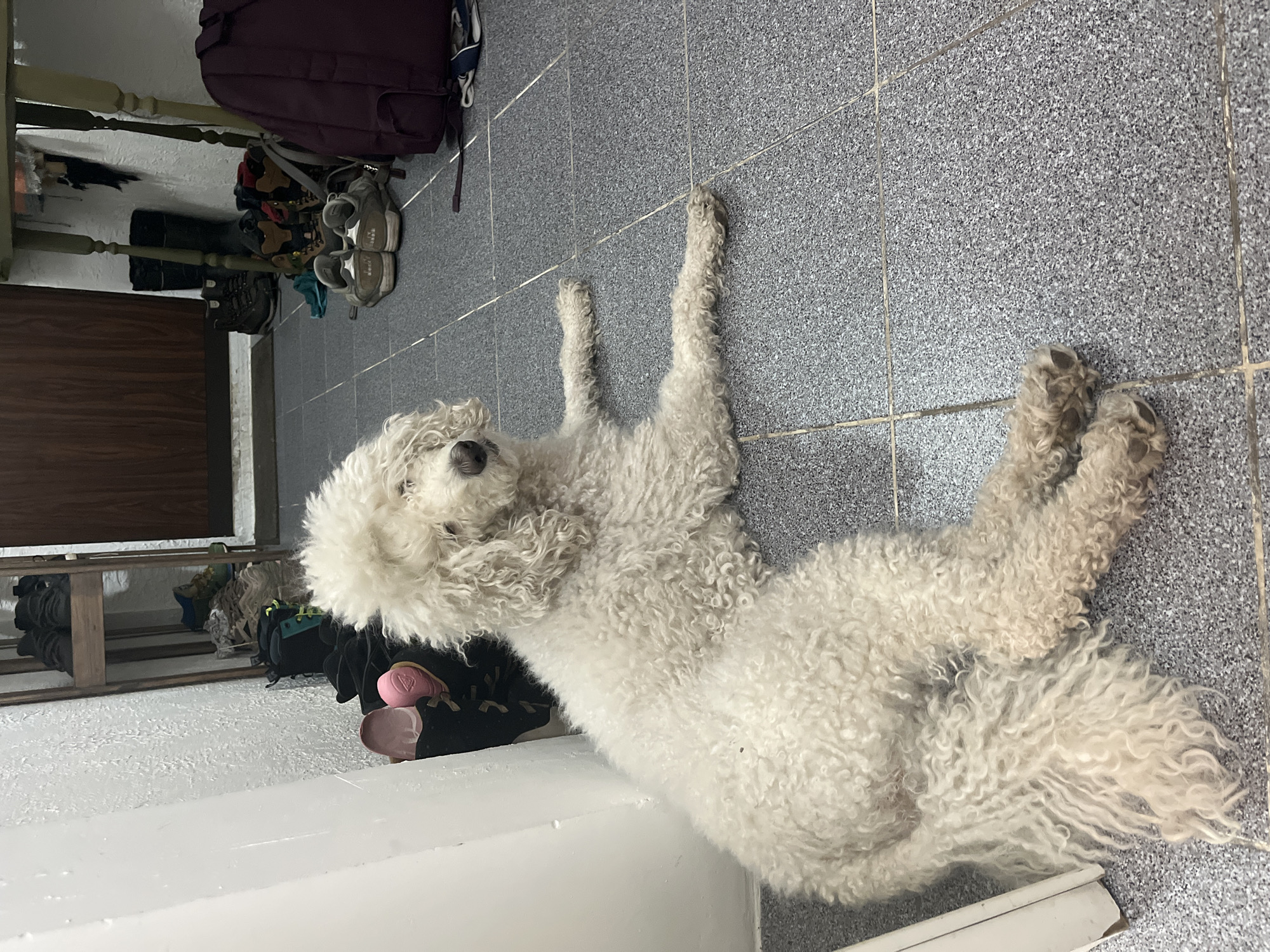A white, curly-haired poodle-like dog is captured lying on a dark gray, speckled tiled floor in an indoor setting. The dog is stretched out with its limbs extended, appearing relaxed, and its head is turned slightly towards the viewer. The floor features lighter grout lines, forming a grid pattern.
In the background, on the left side of the image, various objects are stored. A dark purple backpack rests against a wall. Below it, several pairs of shoes, including sneakers, hiking boots, and possibly sandals or slippers, are visible. Some of these shoes are placed on or around a dark wooden shoe rack. A dark brown wooden door is partially visible behind the shoe rack. The walls are white, and a white baseboard runs along the bottom. Some metal railings are also faintly visible on the far left. The scene suggests an entryway, hallway, or mudroom within a home. No specific time of day or weather conditions can be determined, and there is no visible text.