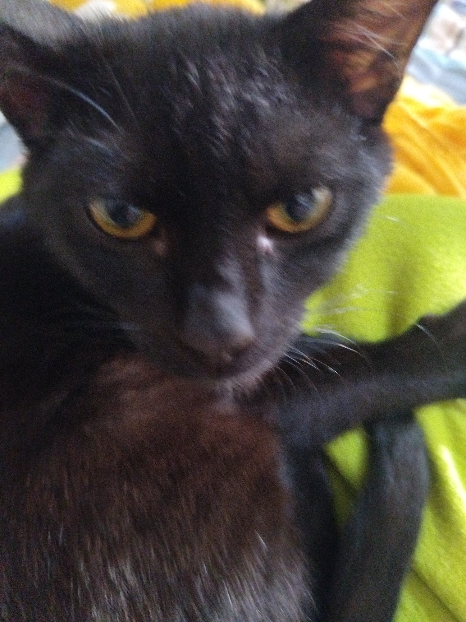 A black cat with yellow eyes is lying on a green and yellow blanket. The cat is positioned close to the camera, filling the frame with its face and upper body. The cat's fur appears dark brown in areas where light reflects off it. The background shows a blurred green and yellow blanket. There are no indications of the city, people, location, or actions.