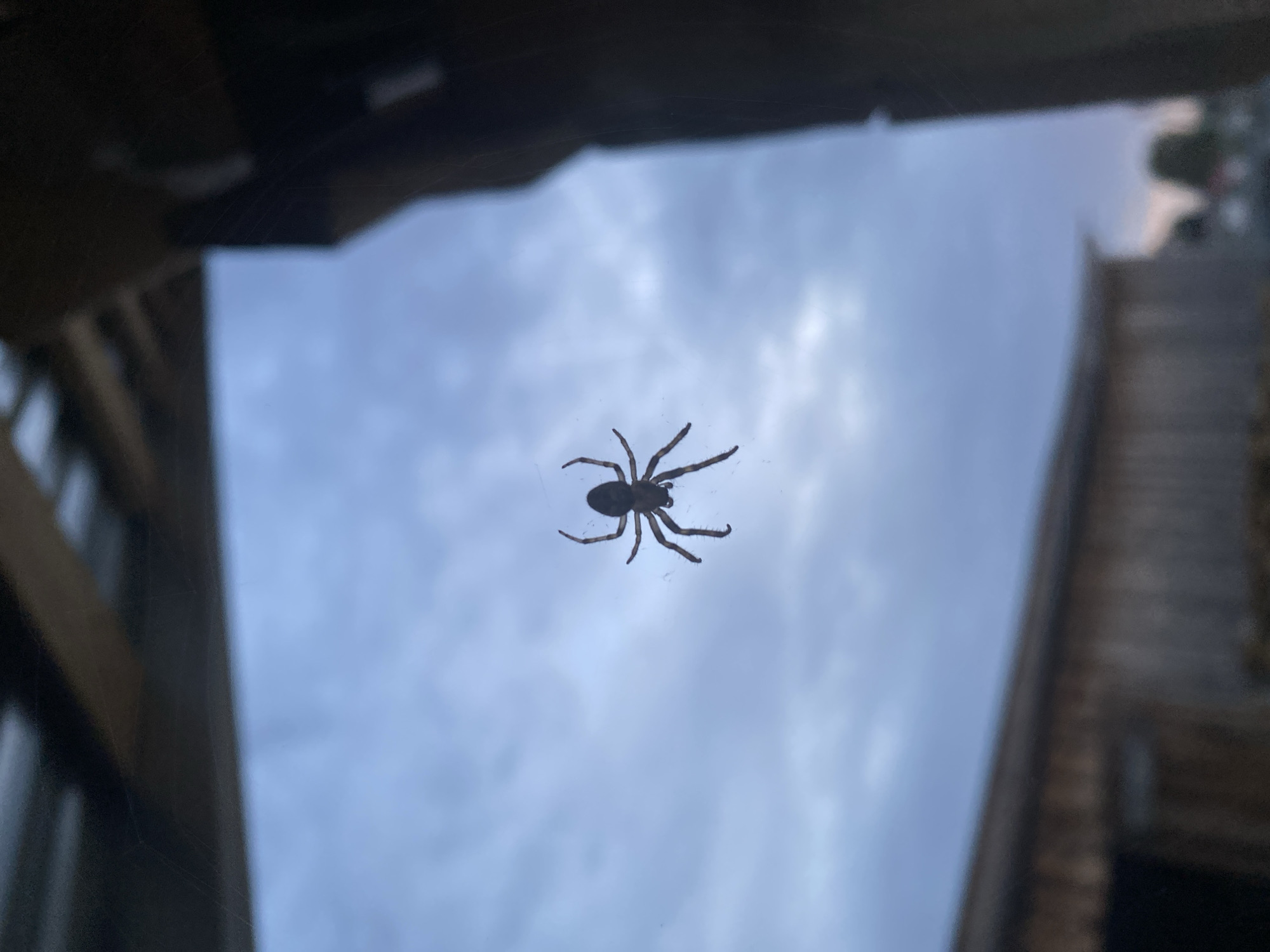 A spider is positioned on a glass surface, likely a window, with a view of the sky and indistinct structures visible through the glass. The spider is silhouetted and appears to be hanging or clinging to the glass. The sky is overcast. The photo does not contain enough information to determine any details about the city.