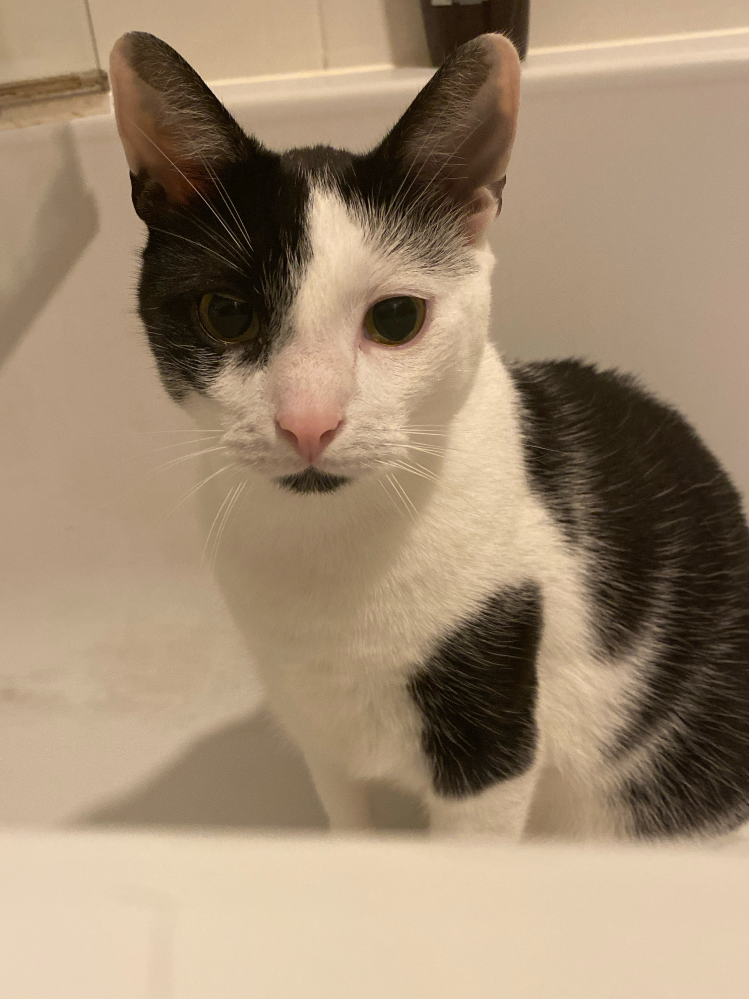 A black and white cat with large ears and green eyes is shown sitting in what appears to be a bathtub. The cat has distinctive black markings on its face, including around one eye and a small patch under its nose that resembles a mustache. Its fur is predominantly white with black patches on its body. The background is a plain, light-colored surface, possibly the interior of a bathtub or sink. There is a hint of a shadow cast on the wall behind the cat. No information regarding the city of Katowice, Poland is present in the image.