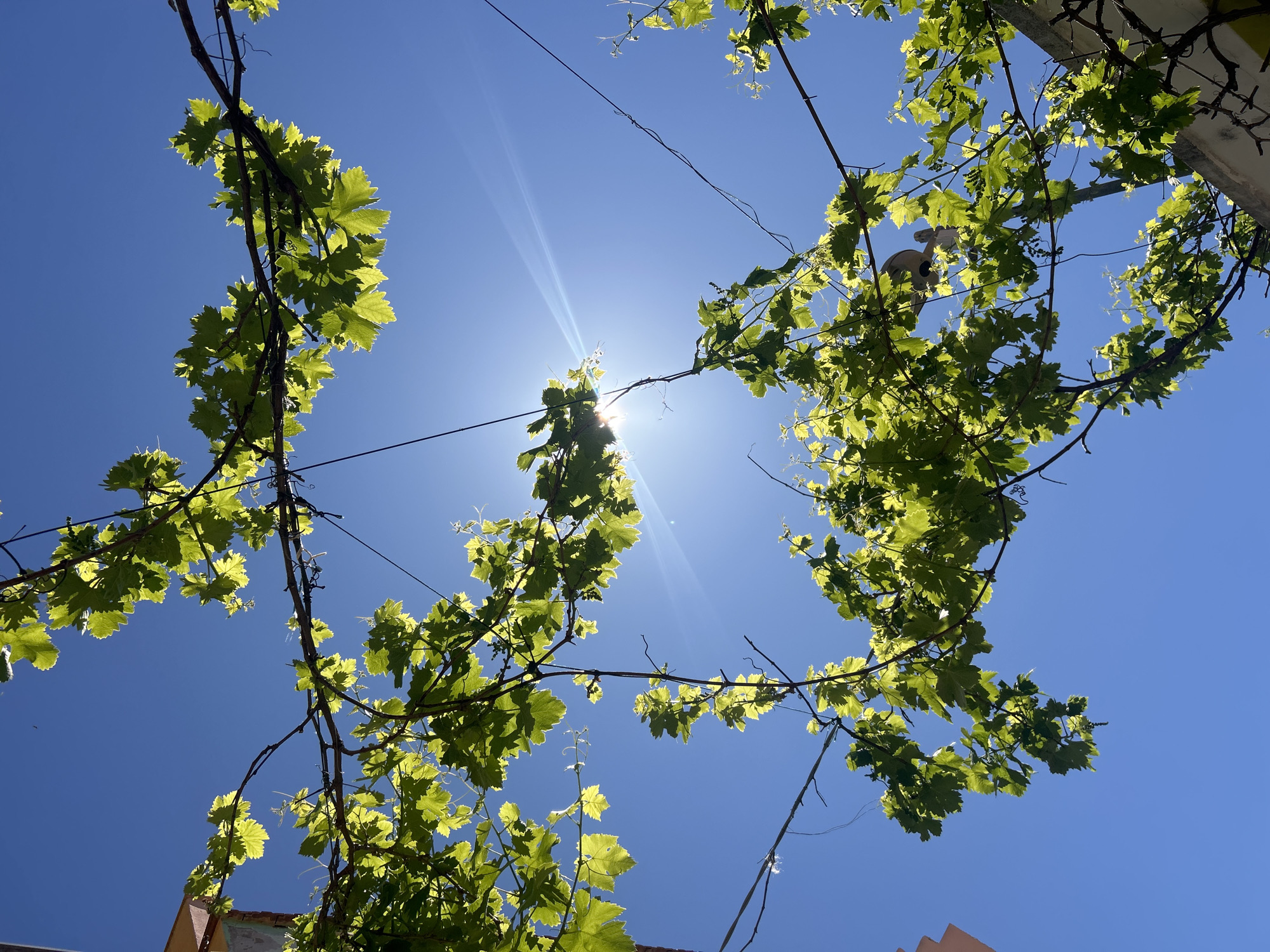 The image shows a view looking upwards towards the sky, which is a clear, bright blue. The sun is visible, partially obscured by the leaves of a vine. The vine has green leaves and is growing on a structure supported by wires. Parts of buildings with terracotta-colored roofs are visible in the lower corners of the frame. The location is likely Bosa, Italy, given the prompt's specification.