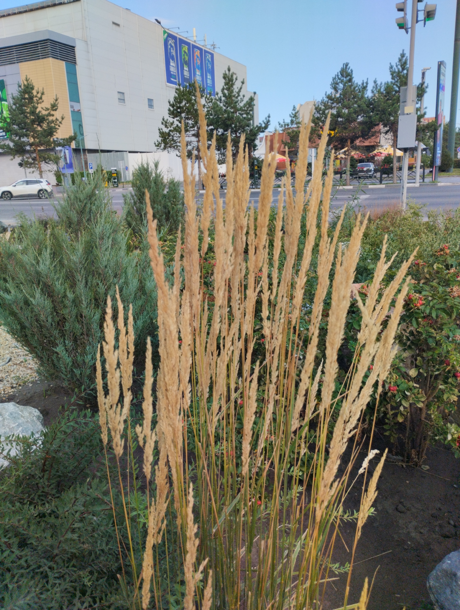 In Kostanay, Kazakhstan, this image captures a foreground of tall, dry, golden grass stalks swaying gently. Behind the grass, a dense, dark green coniferous shrub is visible, with lighter green foliage peeking through. Further back, a paved road with passing vehicles can be seen, and beyond that, several trees and a large, modern white building with a sloped roof and rectangular windows are present. The sky above is a clear, pale blue. The overall scene suggests an urban environment with landscaping.