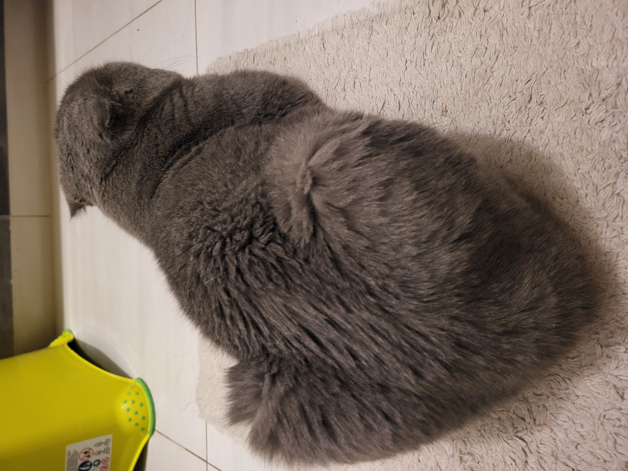 A gray cat is lying on a white shag rug, next to a yellow plastic bucket. The cat's head is towards the left side of the image. The background includes white tiled flooring. The location is Unknown, Unknown.