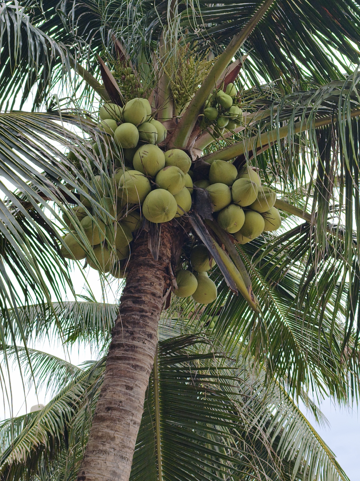 The image shows a close-up, low-angle view of a coconut tree laden with coconuts and fronds against a bright sky. The tree trunk is textured with vertical grooves. Large bunches of green coconuts hang from the upper part of the tree, interspersed with palm fronds. The leaves of the palm fronds are long and slender. The scene is likely outdoors in a tropical or subtropical environment. The context of Nha Trang, Vietnam, suggests this image could have been taken in a coastal area, park, or garden within the city.
