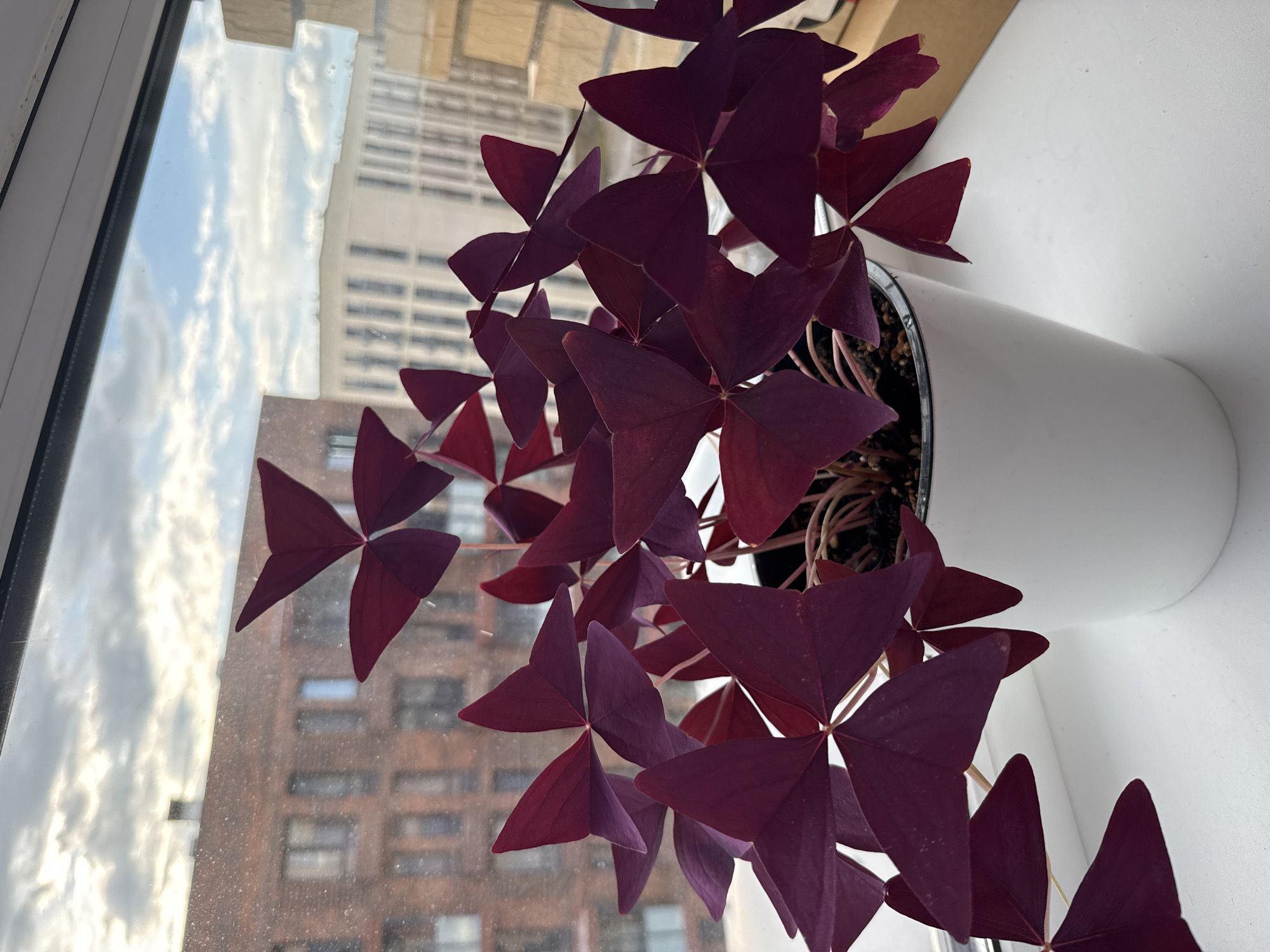 A high-angle close-up shot shows a potted plant with deep purple, triangular leaves sitting on a white windowsill. The plant is in a white pot, and the background is a window with a view of buildings and a cloudy sky. The buildings in the background are made of brick and lighter-colored materials, and appear to be multi-story structures. The sky is overcast with patches of blue sky visible between the clouds. The lighting suggests it is daytime.