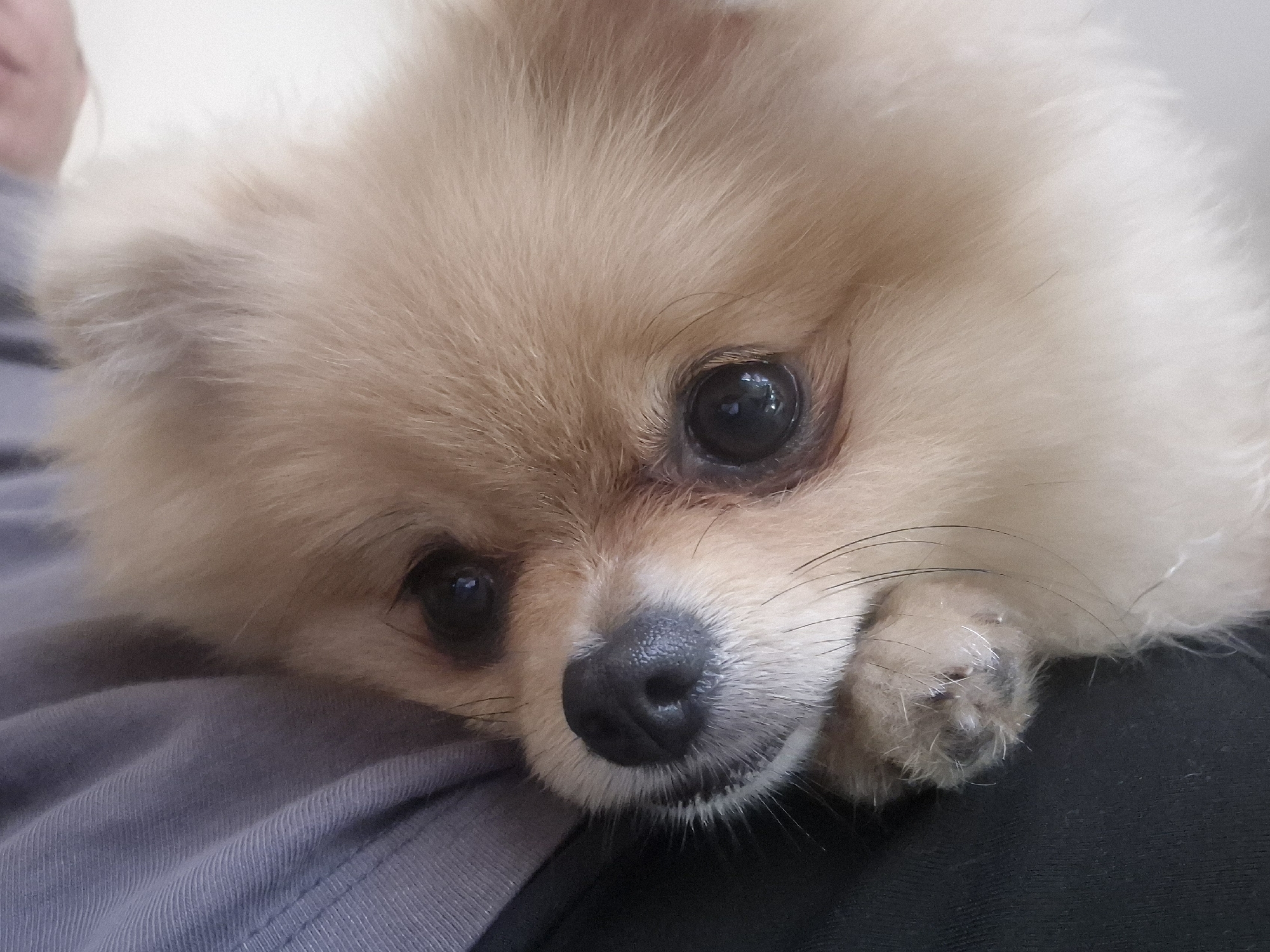 The image is a close-up, eye-level shot of a light-colored Pomeranian dog resting its head on a person's lap. The dog's eyes are large and dark, with a slightly sad or tired expression. Its nose is black and wet. The dog's fur is fluffy and light brown, with some white highlights. The person's clothing is visible as a gray, ribbed fabric on the left side of the image and a dark fabric on the right. The background is plain and out of focus. The scene appears to be indoors, in a relaxed setting. There is no identifiable information or context to place this image in Burgas, Bulgaria.
