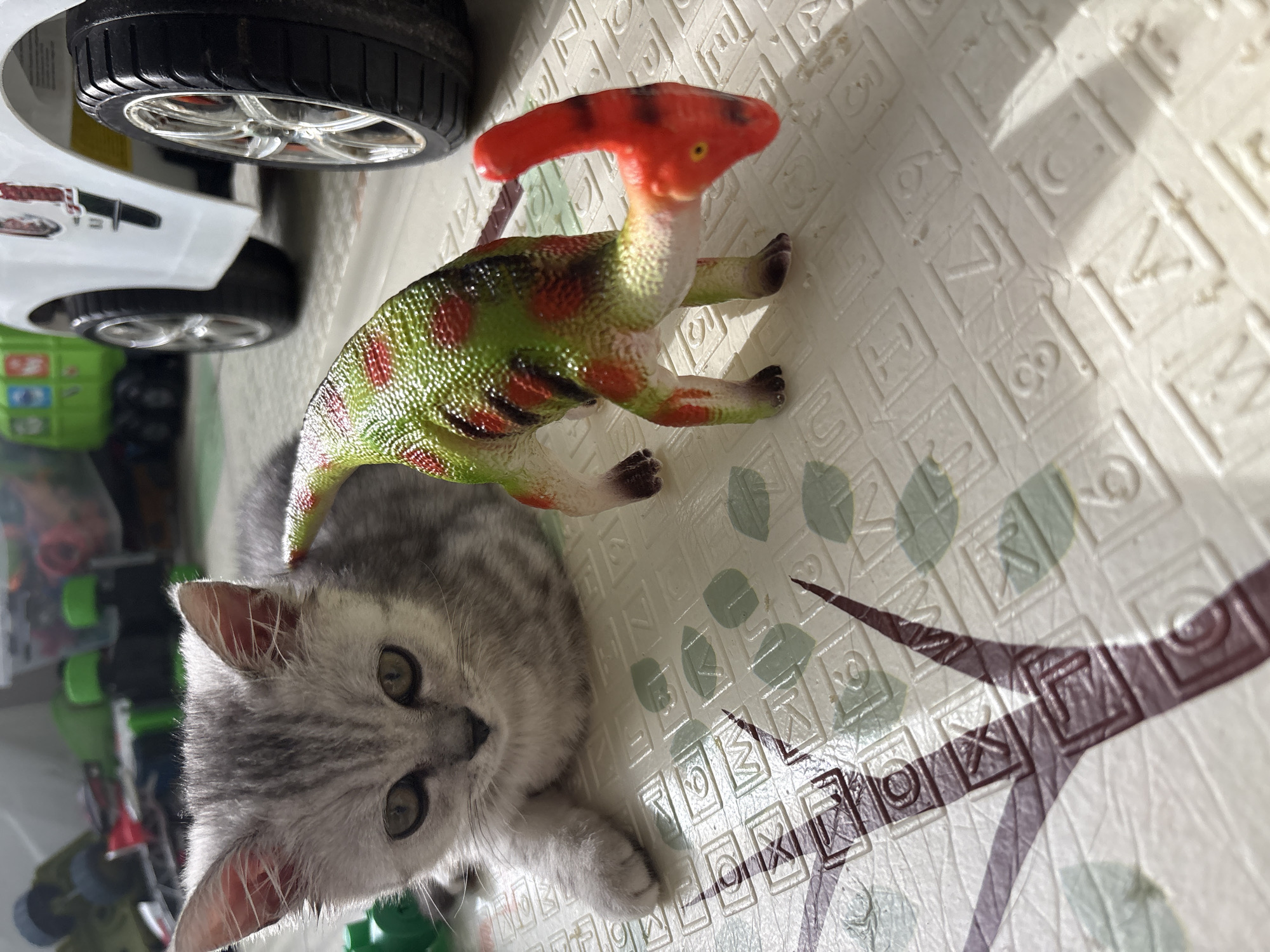 A gray and white tabby kitten lies on a white foam playmat with embossed letters and numbers. Next to the kitten is a plastic dinosaur toy with a red head crest and green body. Behind the kitten and dinosaur is part of a white toy car with visible wheels. The location in the city of Izhevsk, Russia, is not discernible from the image.