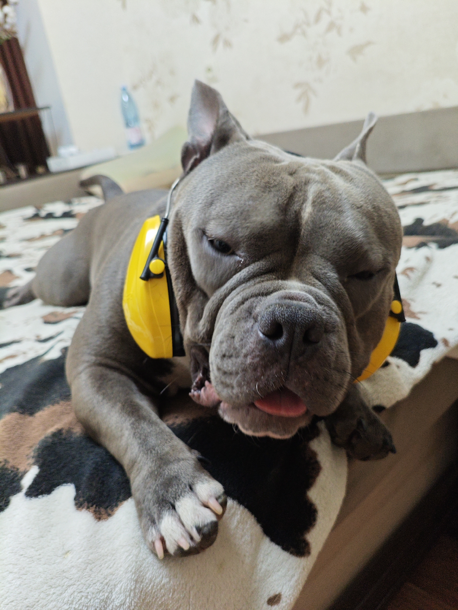 A close-up, eye-level shot captures a grey American Bully dog lying on its side on a patterned surface, possibly a blanket or rug. The dog is wearing bright yellow ear defenders, which are positioned over its ears. The dog's mouth is slightly open, with its pink tongue visible, and its eyes are partially closed, giving it a relaxed or sleepy appearance. The background is blurred, but appears to be an indoor setting with a wall featuring a subtle floral pattern and a partially visible bottle of water on a surface. The lighting is soft, suggesting an indoor ambient light source. The focus is sharp on the dog's face, highlighting its facial features and the texture of its fur.
