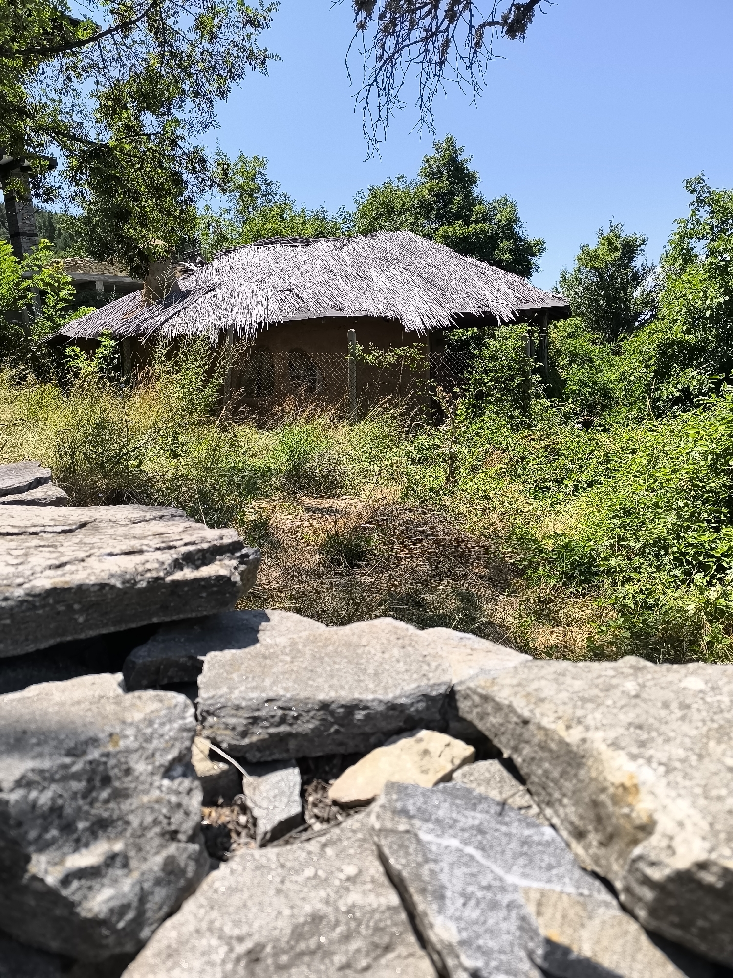 The image shows a rustic, straw-roofed building with mud walls, partially obscured by dense greenery, in the village of Gorno Dryanovo, Bulgaria. The building appears to be old and possibly abandoned, with a chain-link fence in front of it. The surrounding environment is overgrown with tall grass and various types of trees and bushes. In the foreground, a rough stone wall made of large, irregularly shaped rocks is visible, with some stones slightly out of focus. The sky is clear and blue. The scene suggests a rural, natural setting, with the building integrated into the landscape.