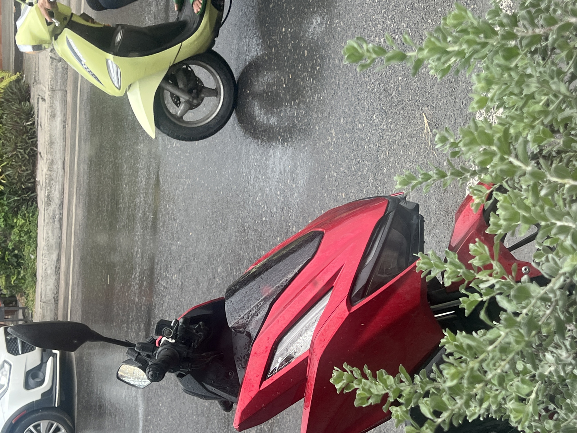 The image, captured from an elevated perspective, shows an outdoor scene featuring two scooters and a partial view of a white car on a wet asphalt surface. The pavement is visibly damp and glistening in places, indicating recent rainfall.
In the upper left portion of the frame, a bright lime green scooter is partially visible, showing its front wheel, fender, and a segment of its body. A person's hand, with a light-colored sleeve, rests on its handlebar.
The foreground and mid-right are dominated by a red, modern-styled scooter or small motorcycle. Its angular front fairing, sleek headlights, and handlebars with a black rearview mirror are prominently displayed. Behind the red scooter's handlebars, a portion of a white SUV or car, including its wheel and front quarter panel, is visible on the far left.
A dense mass of light green, possibly dusty or fuzzy-leafed, plants or shrubs occupies the right side of the image, partially obscuring the red scooter and extending towards the foreground. Additional greenery is also visible along a concrete curb or sidewalk on the far left. The scene appears to be set during the daytime, likely after a period of rain. No discernible text is present in the image.