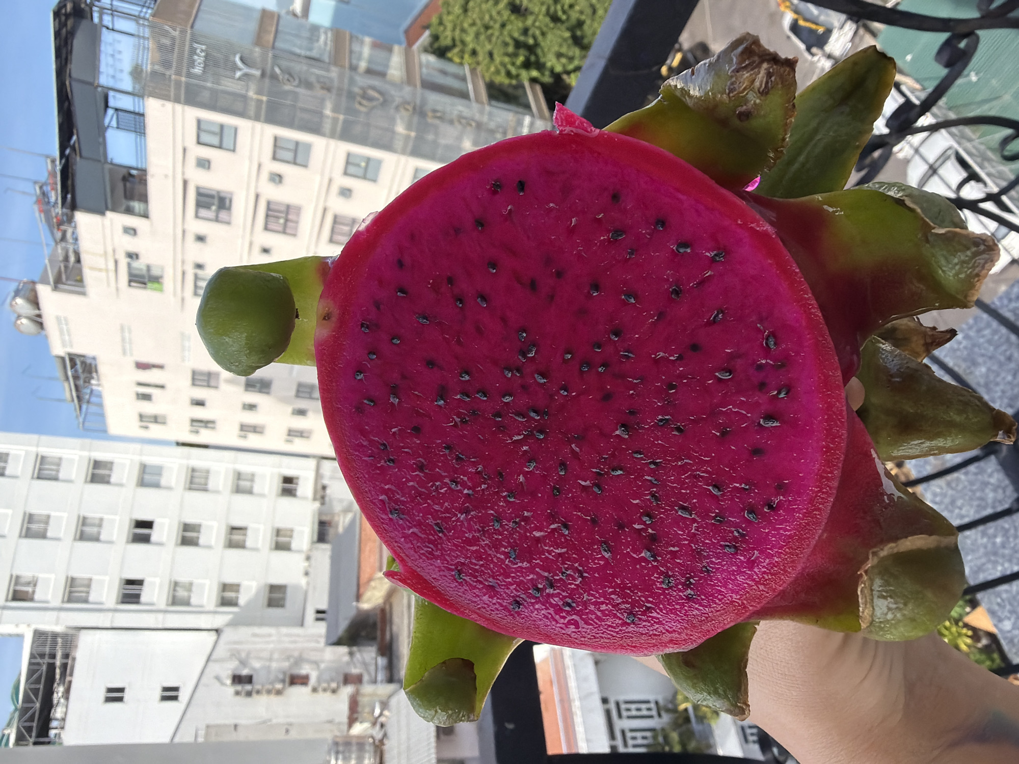 A person's hand is holding a cut dragon fruit, revealing its bright pink flesh speckled with black seeds. The dragon fruit has green, leathery skin with pointed protrusions. In the background, a cityscape is visible, characterized by tall, modern buildings with many windows, characteristic of urban areas in Nha Trang, Vietnam. The sky above is clear and blue, indicating fair weather. The perspective suggests the photo was taken from an elevated position, possibly a balcony or rooftop, overlooking the city.