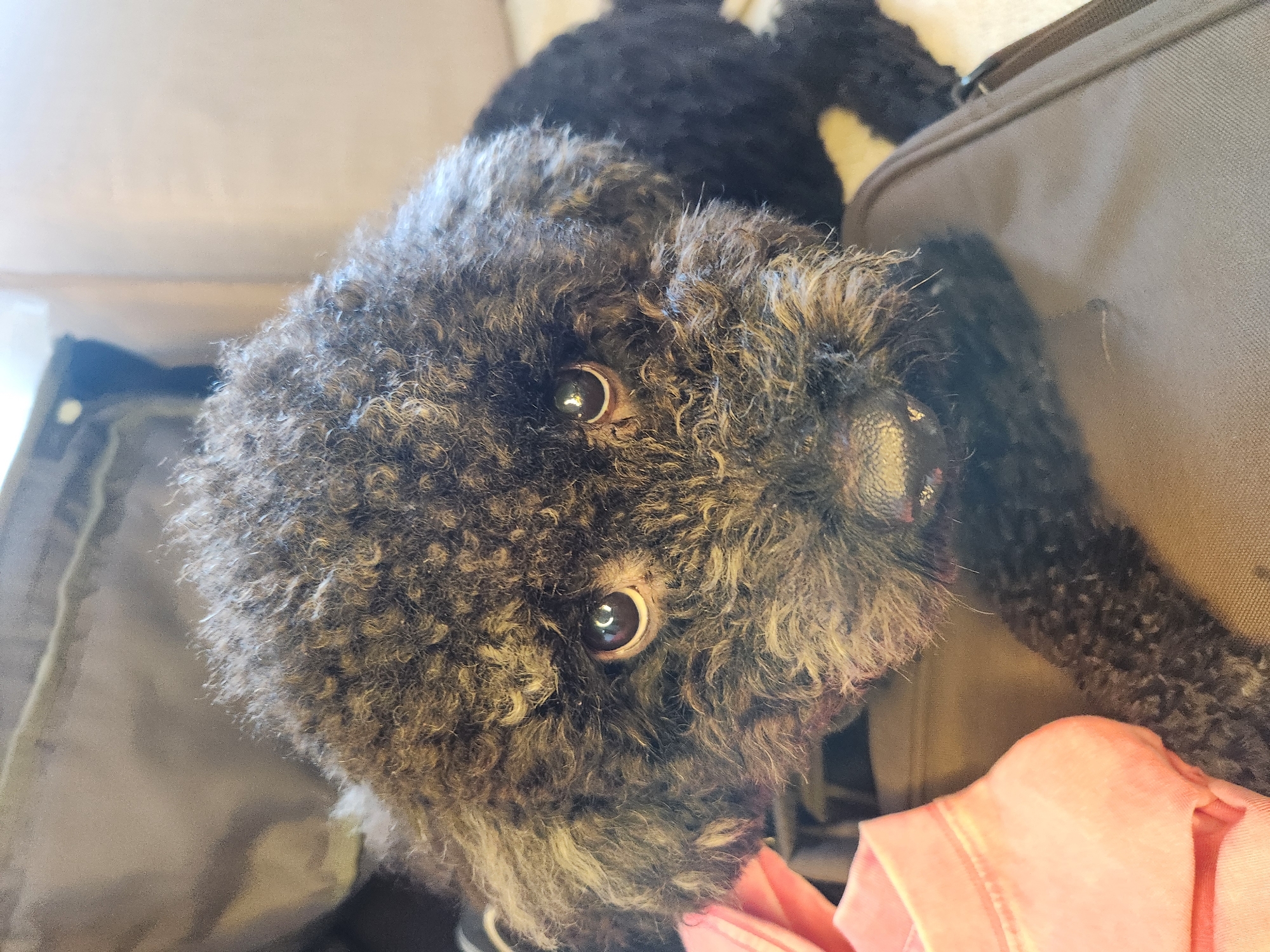 A black poodle is lying down with its head resting on a brown bag. A piece of pink fabric is visible to the left of the poodle. The poodle is looking directly at the camera with its eyes. The background is blurred and appears to be an indoor setting. There is no indication of the location being in Da Nang, Vietnam.