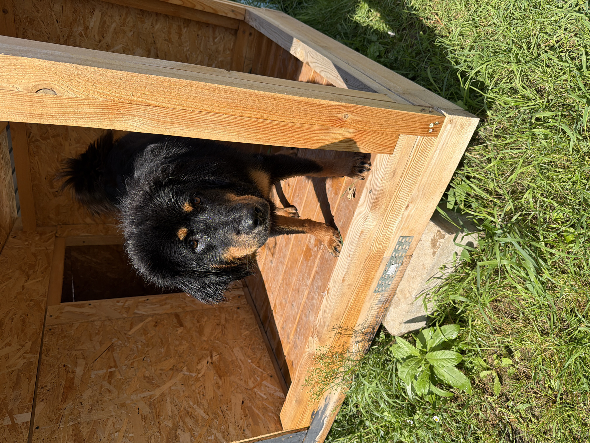 The image shows a black and tan dog standing inside a wooden doghouse. The doghouse is constructed from plywood and has a wooden frame. It is situated outdoors on a grassy area, with sunlight casting shadows. The dog is looking directly at the camera with its head slightly tilted. The environment suggests a rural or suburban setting. The provided location "Степаньково, Russia" indicates the geographical context of the scene.