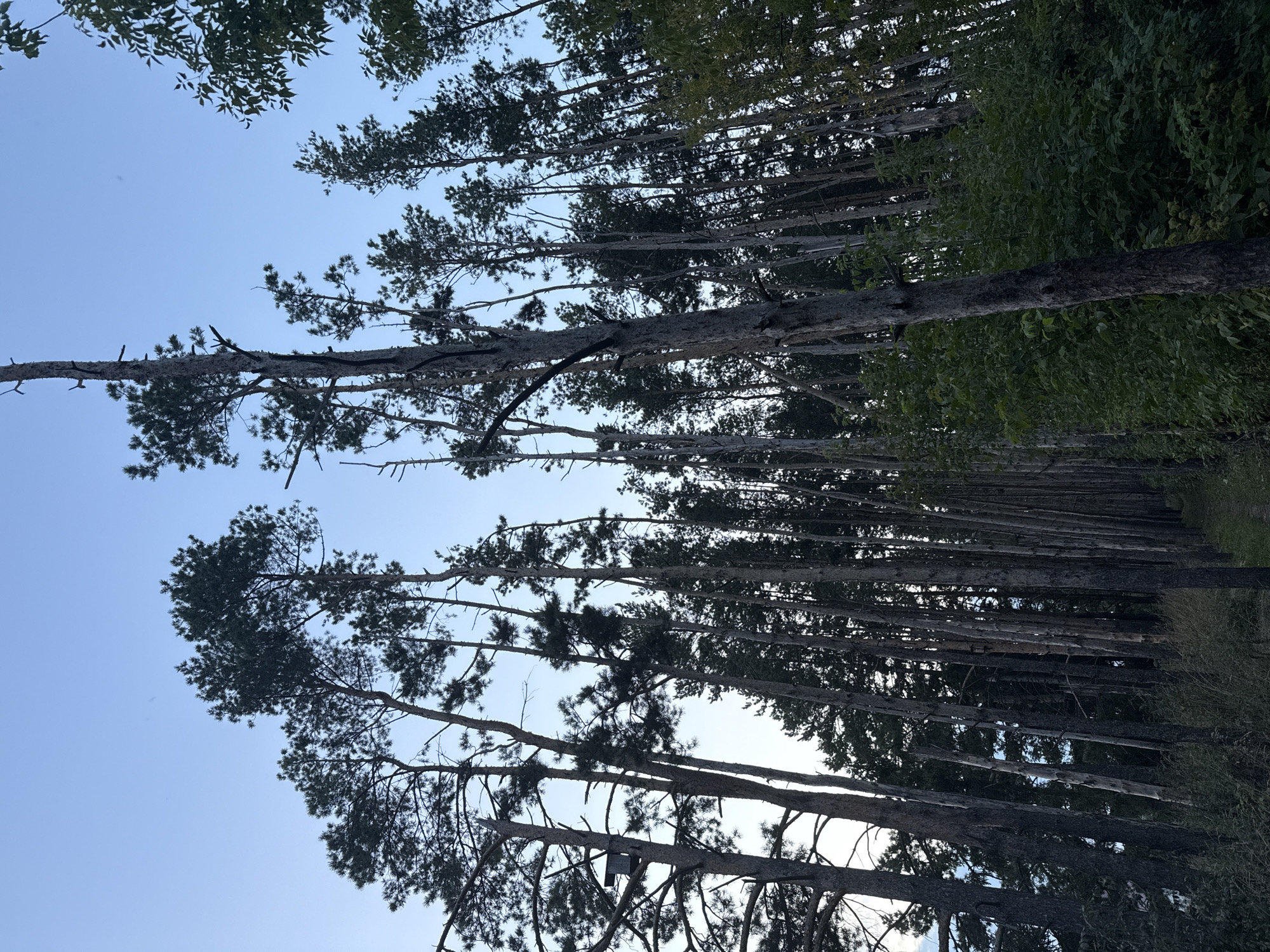 A low-angle, full shot captures a dense forest of tall, slender pine trees against a clear, pale blue sky. The trees are predominantly dark brown and gray, with some exhibiting peeling bark. Their needles form dark green canopies, and many of the trees are bare in their upper sections. A small, dark-colored birdhouse is mounted on the trunk of a tree on the left side of the image. The ground is covered with sparse, dry grass and some low-lying green foliage. A narrow, unpaved path is visible winding through the trees on the right. The lighting suggests it is either early morning or late evening, with soft, diffused light. The scene is located in the city of Podshivalovo, Russia.